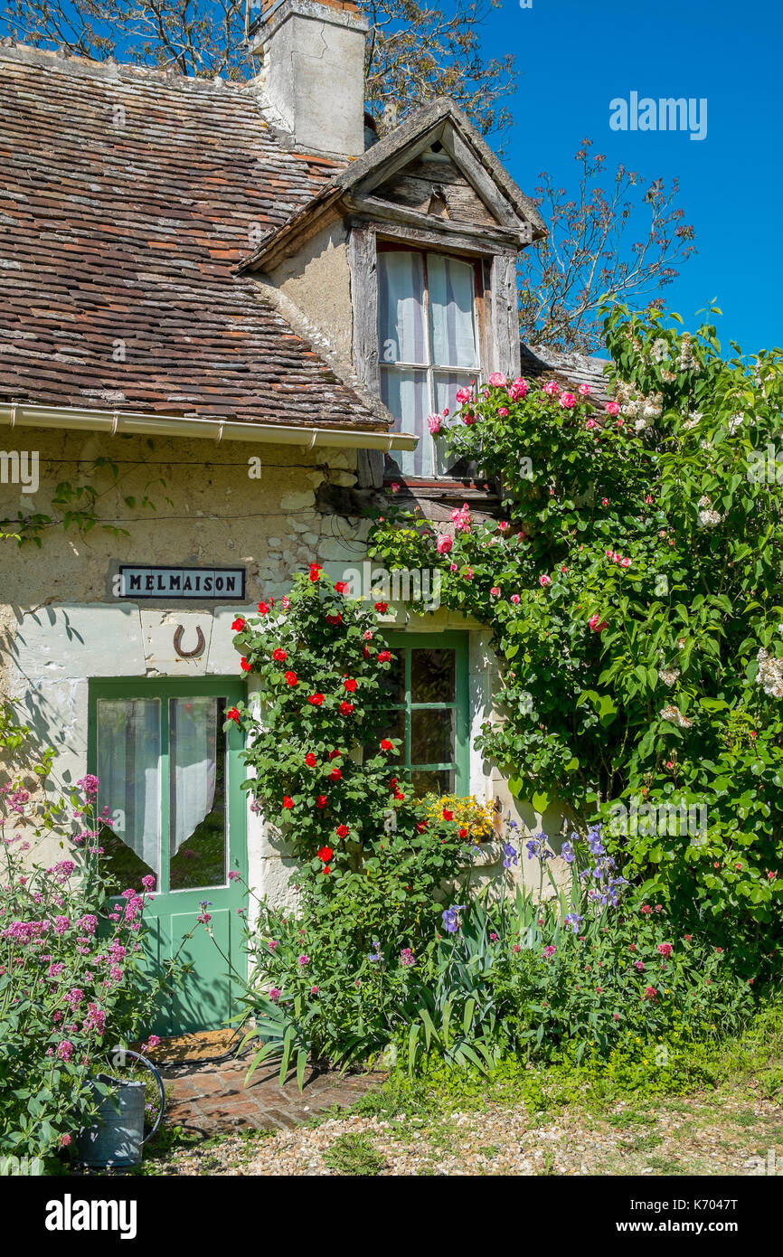 Le rose sulla parte anteriore del cottage del paese, boussay, Indre-et-Loire, Francia. Foto Stock