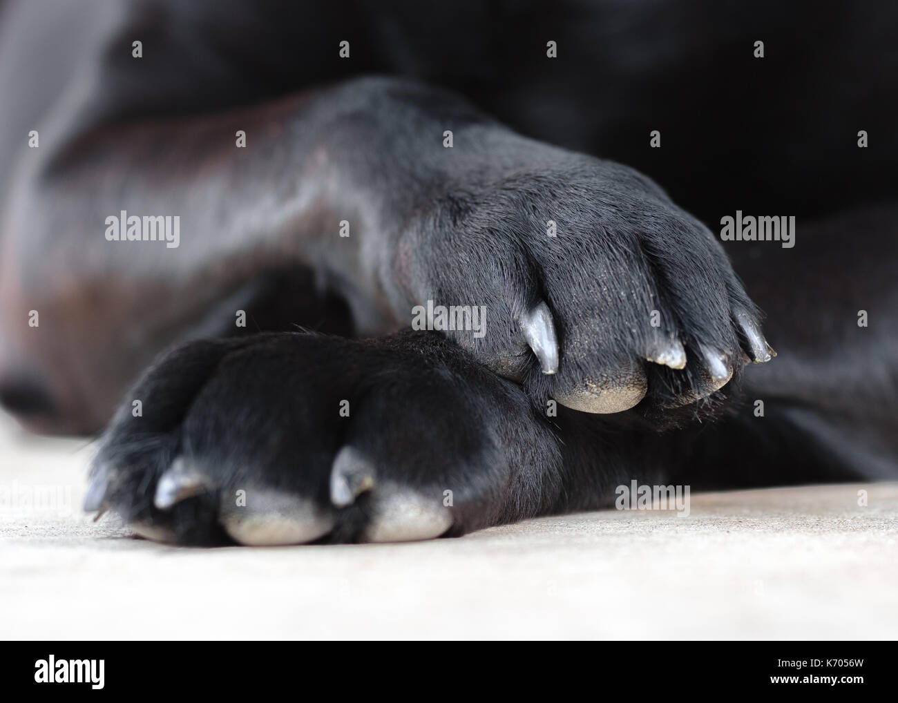 Cane nero zampe Foto Stock