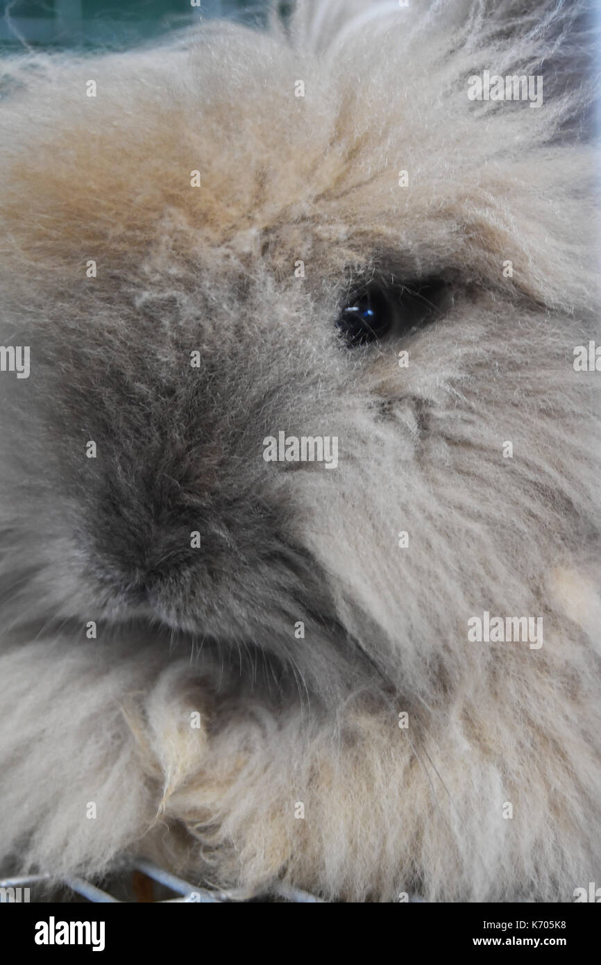 Bella coniglio peloso closeup di viso e occhi Foto Stock