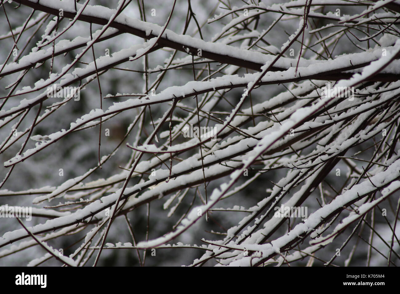 rami innevati Foto Stock