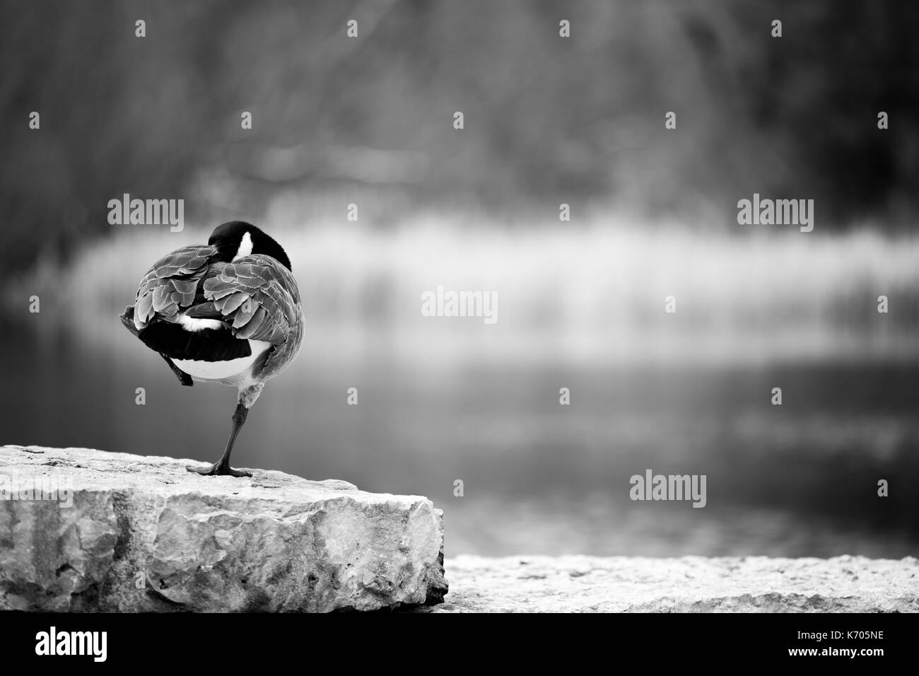 Canada Goose, America del nord Foto Stock
