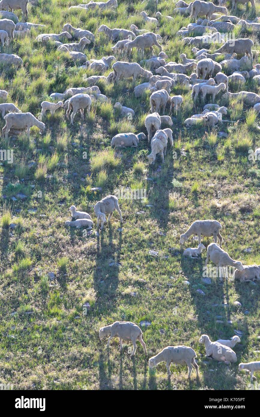 --Le pecore e gli agnelli in Montana Montagna Foto Stock