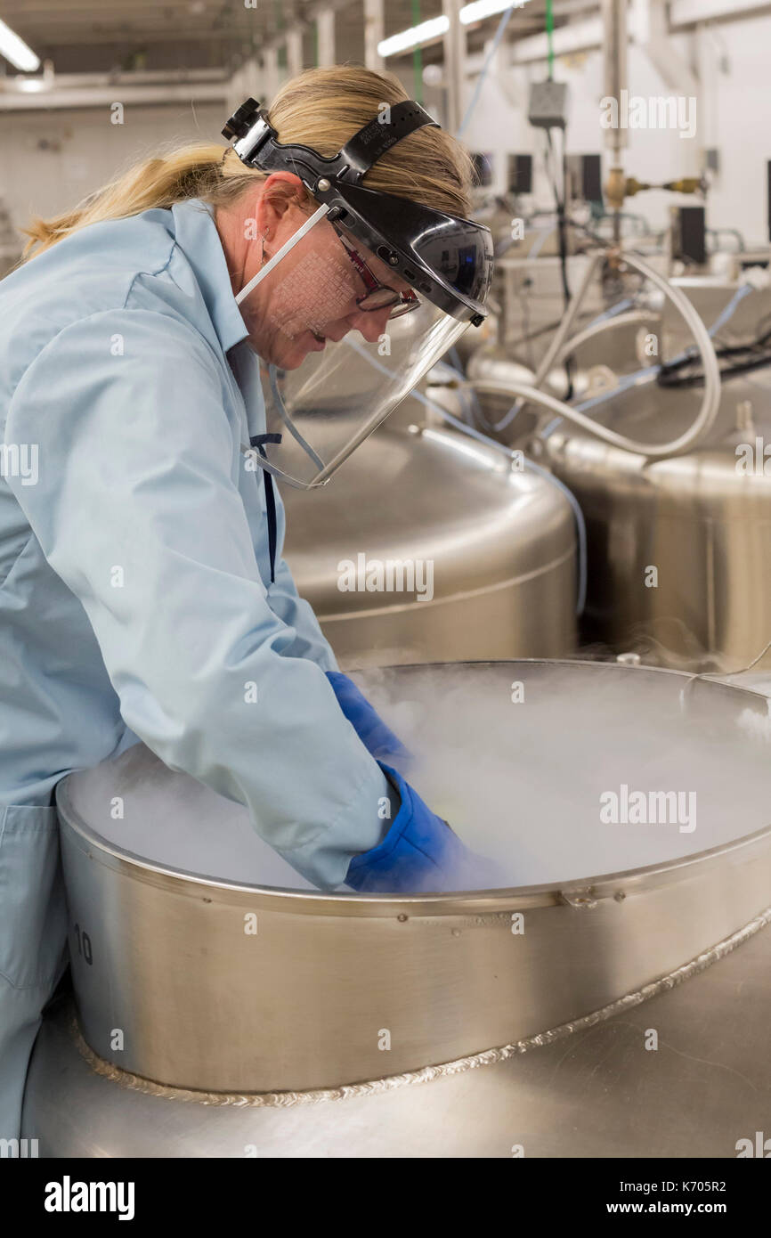 Fort Collins, Colorado - amy gurza, una scienza biologica tecnico, ispeziona i contenuti di un serbatoio di azoto liquido che memorizza le sementi e altri ge Foto Stock