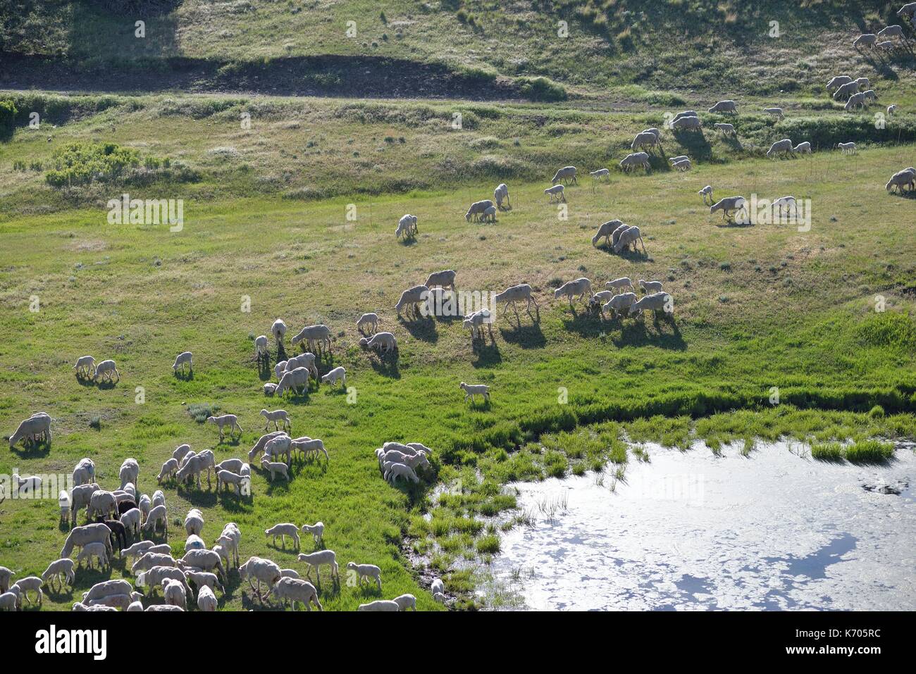 --Le pecore e gli agnelli in montana montagna al laghetto di irrigazione Foto Stock