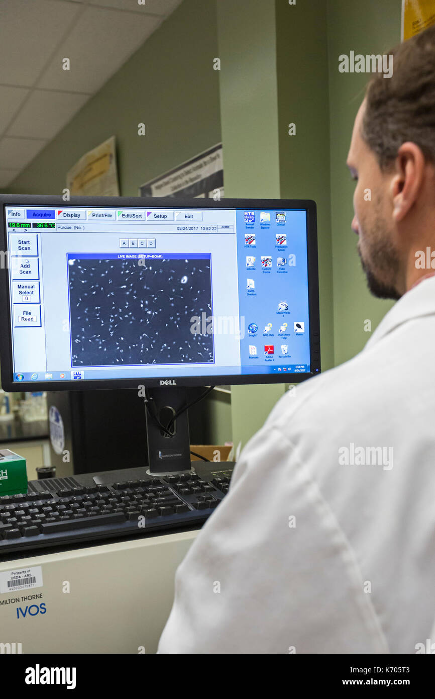 Fort Collins, Colorado - Scott spiller, un biologico tecnico di laboratorio, studi la vitalità di sperma di verri che pochi minuti prima erano stati congelati. Foto Stock