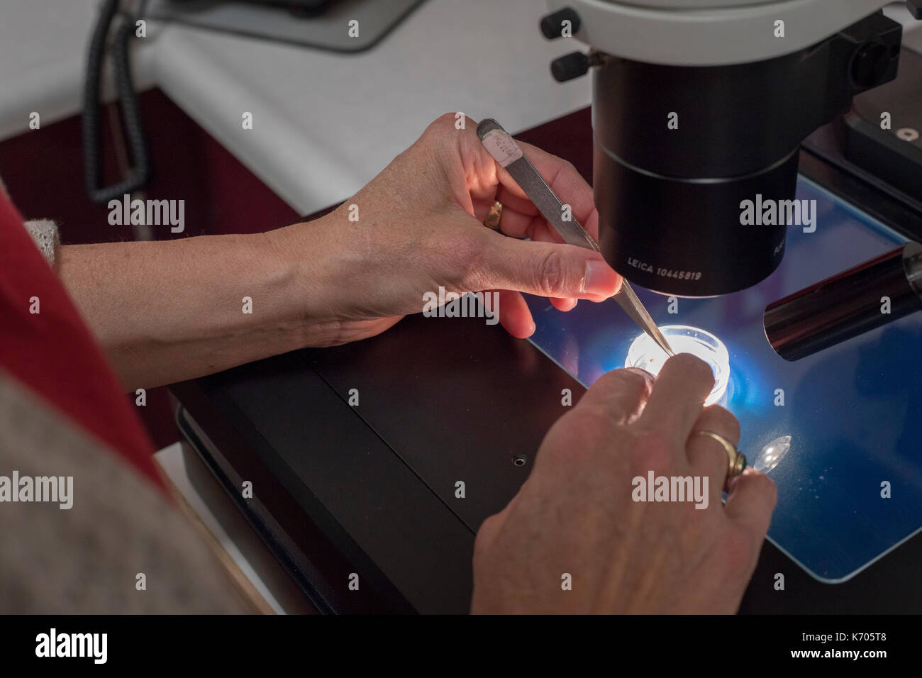 Fort Collins, Colorado - il laboratorio nazionale per le risorse genetiche di conservazione, una unità del dipartimento dell'agricoltura. un tecnico valuta th Foto Stock