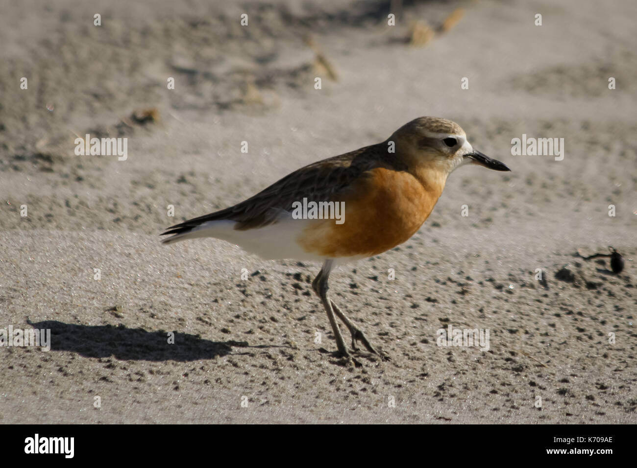Nuova Zelanda plover Foto Stock
