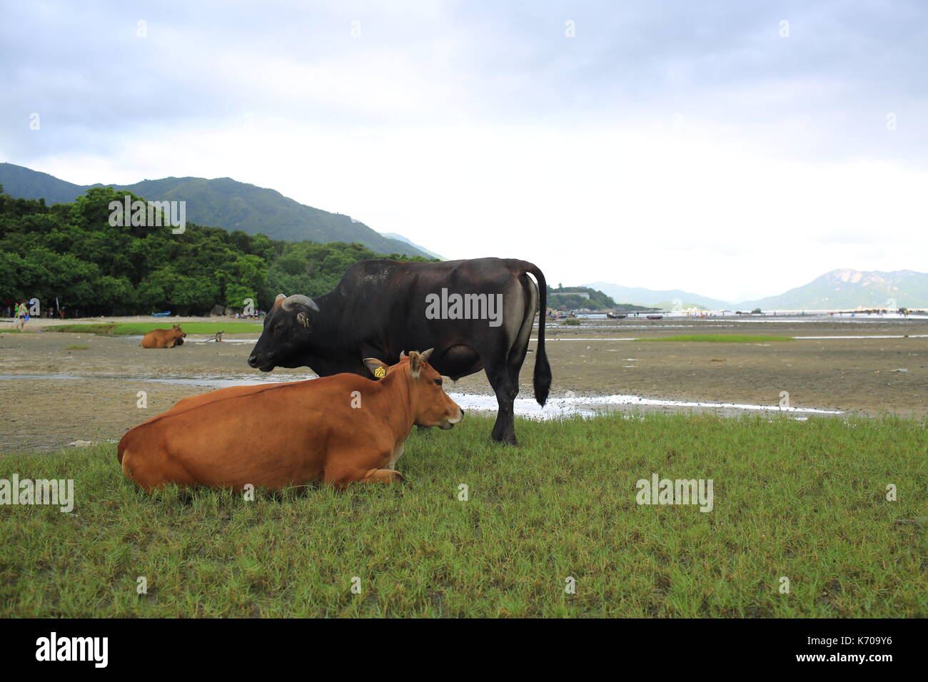 Stray mucca in hong kong Lantau Island Foto Stock