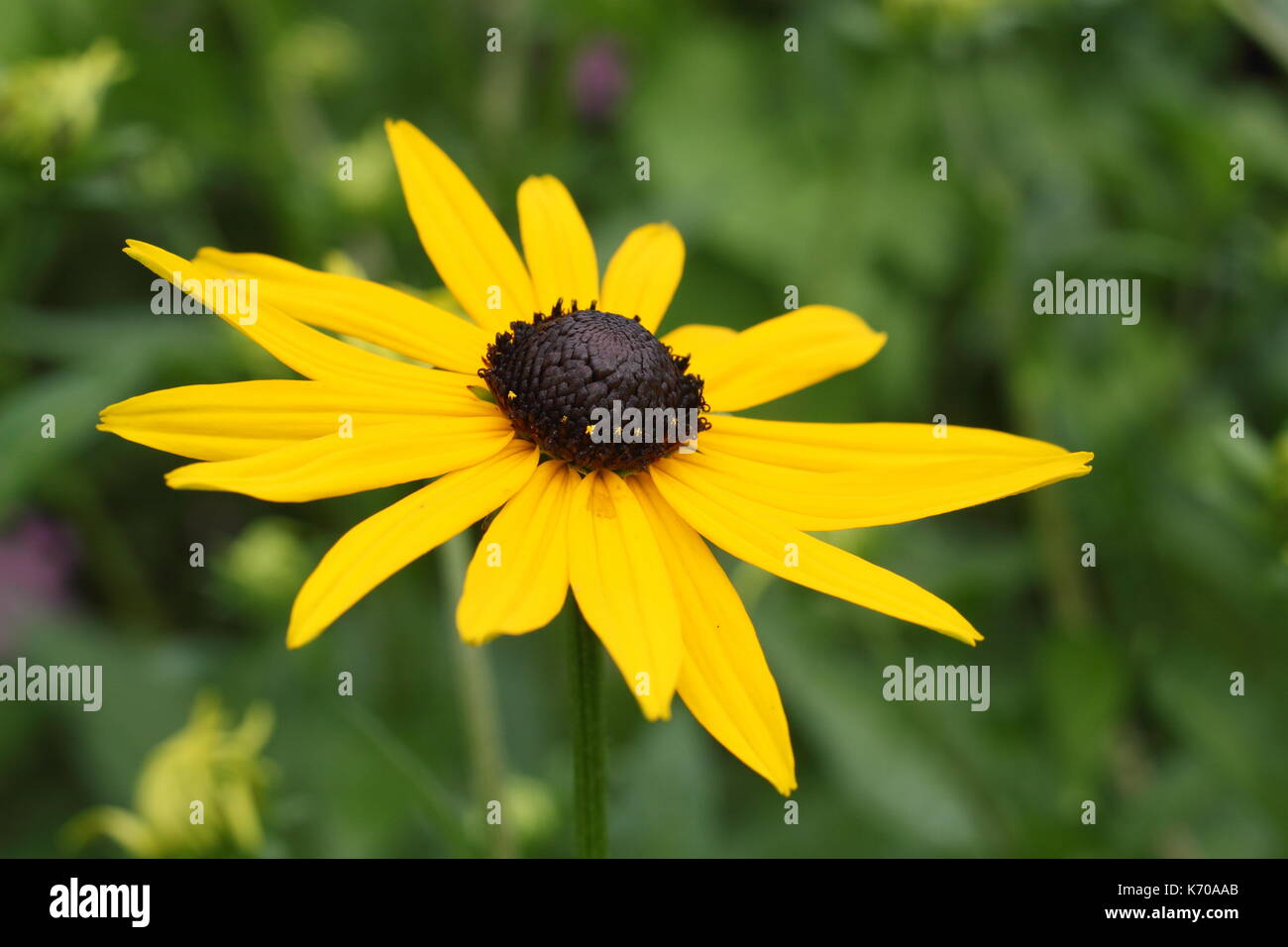 Rudbeckia fulgida sullivantii var. "Goldsturm', chiamato anche oscurati-eyed Susan, che fiorisce in un giardino inglese in estate, UK (premio di merito Giardino) Foto Stock