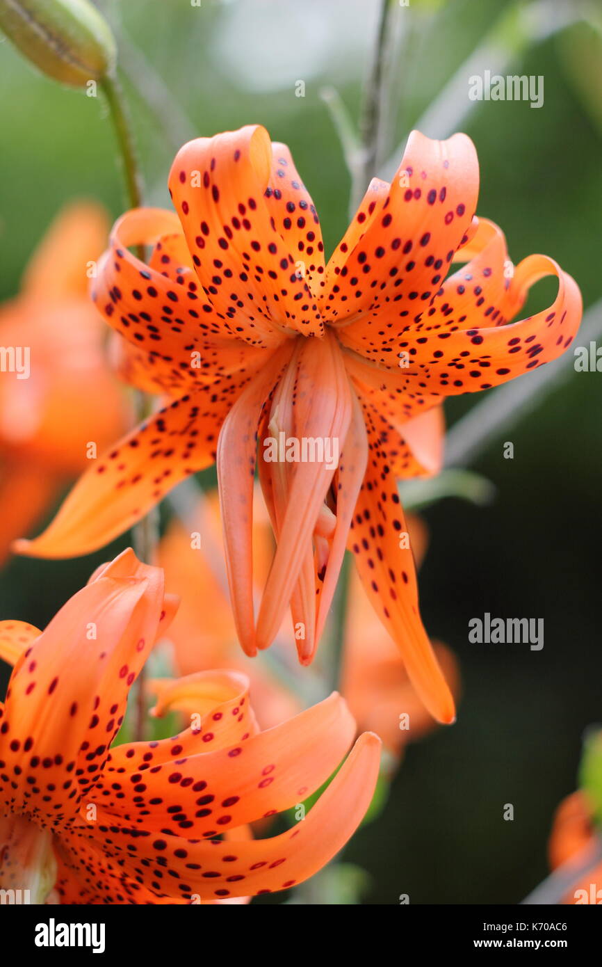 Il Lilium lancifolium 'Flore Pleno', chiamato anche tiger lily o doppio  diavolo fiorito giglio fiorito in un giardino inglese in estate Foto stock  - Alamy