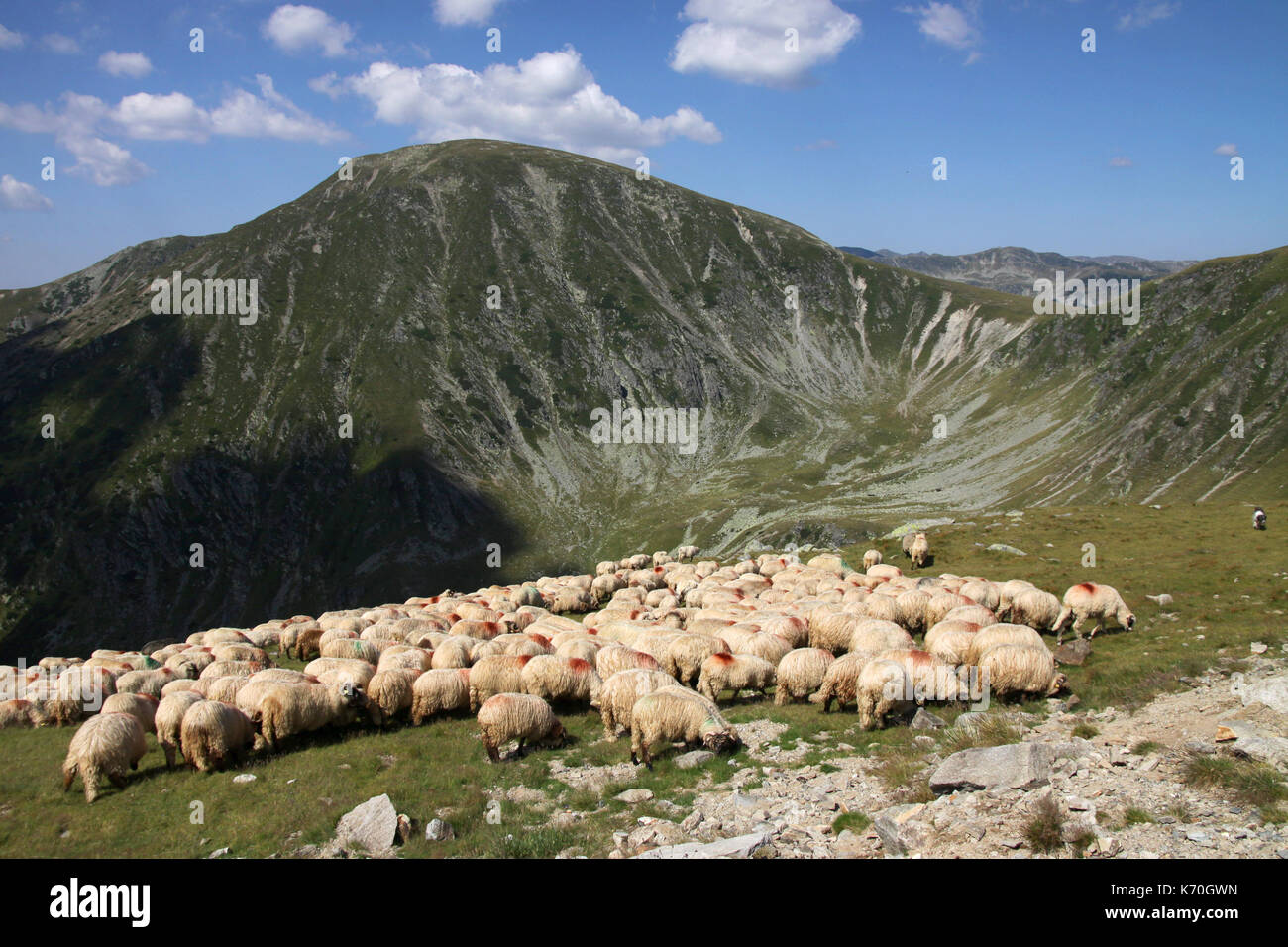 Gregge di pecore in Parang Monti Carpazi Meridionali, Romania Foto Stock