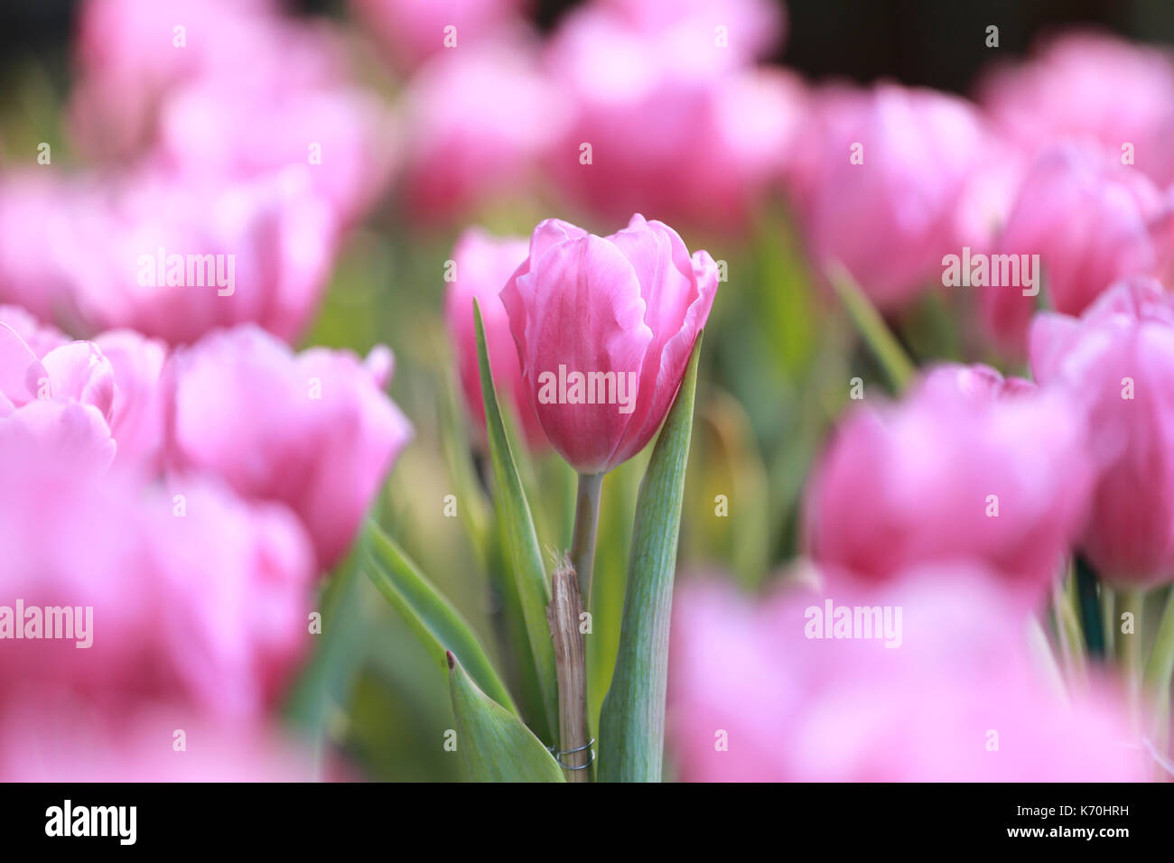 Rosa brillante fioritura di tulipani nel giardino. Foto Stock