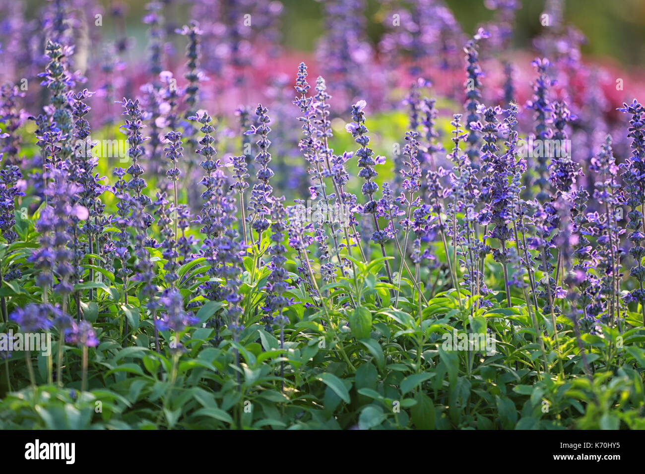 Freschi di fiori di lavanda in giardino per il concetto di bellezza della natura flora. Foto Stock