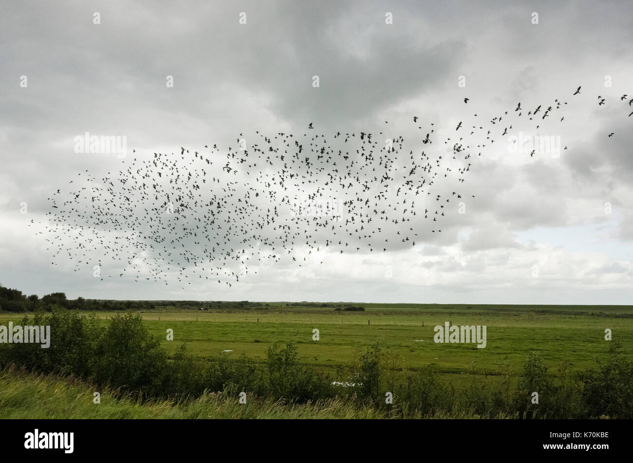 Hafenstraße, Langeoog. Deutschland. Germania. La migrazione di storni volare in formazione oltre i pascoli. Si tratta di un luminoso Nuvoloso Giorno con drammatica nuvole formando uno sfondo dietro gli uccelli. Foto Stock
