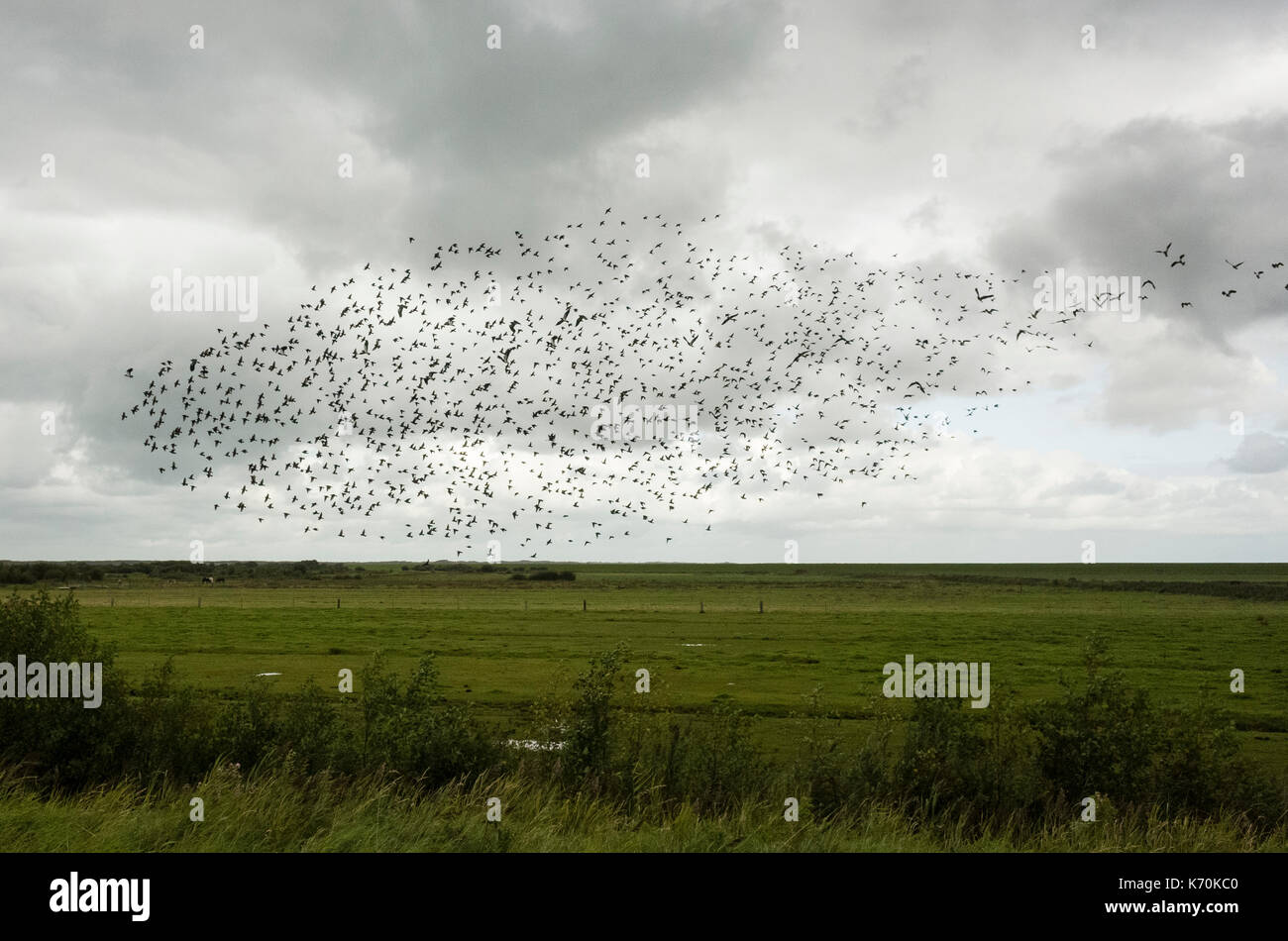 Hafenstraße, Langeoog. Deutschland. Germania. La migrazione di storni volare in formazione oltre i pascoli. Si tratta di un luminoso Nuvoloso Giorno con drammatica nuvole formando uno sfondo dietro gli uccelli. Foto Stock
