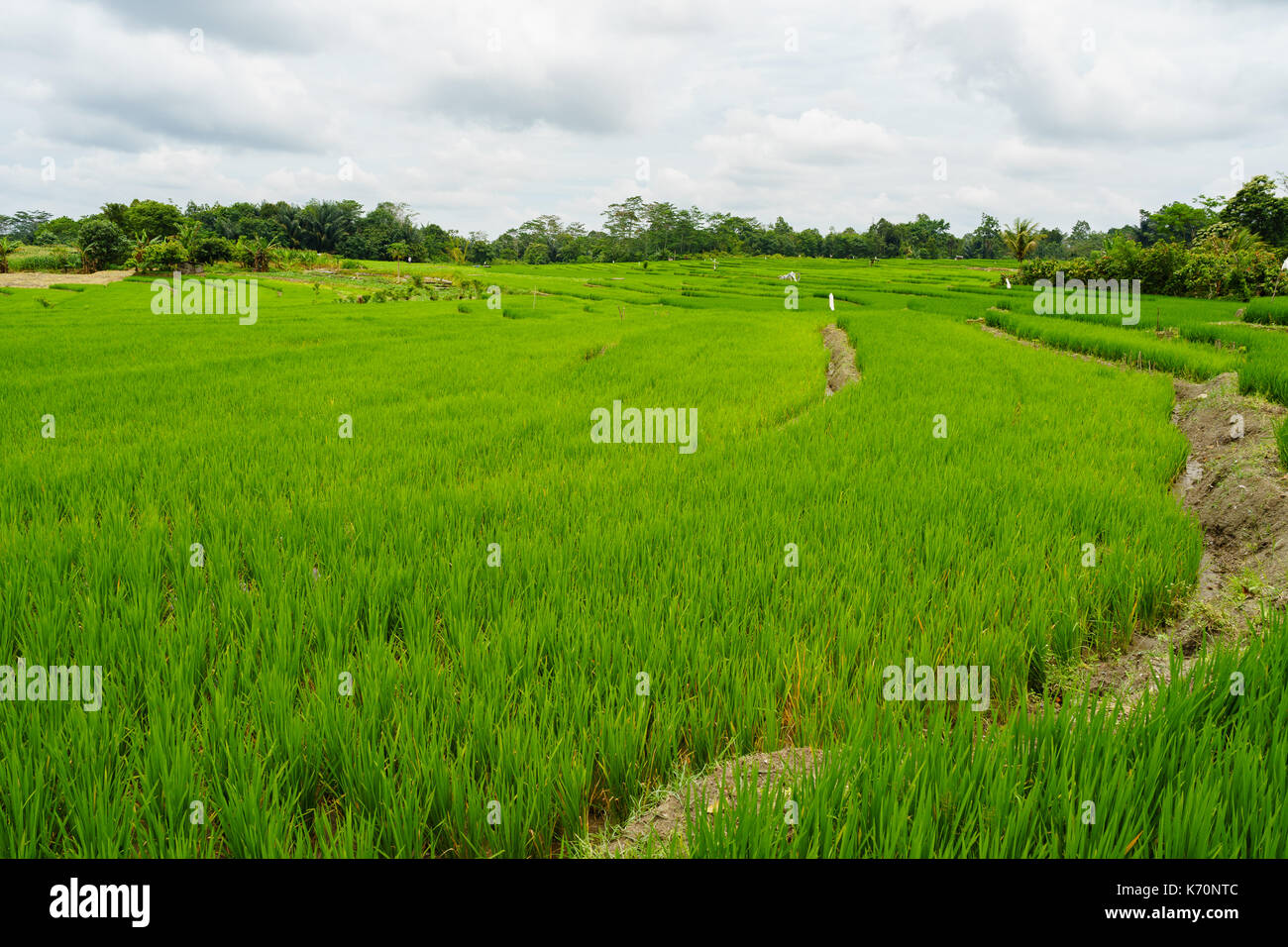 Verde campo di riso a Sumatra - Indonesia Foto Stock