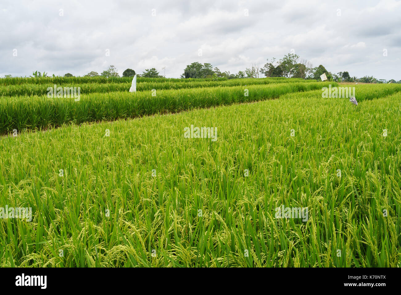 Verde campo di riso a Sumatra - Indonesia Foto Stock