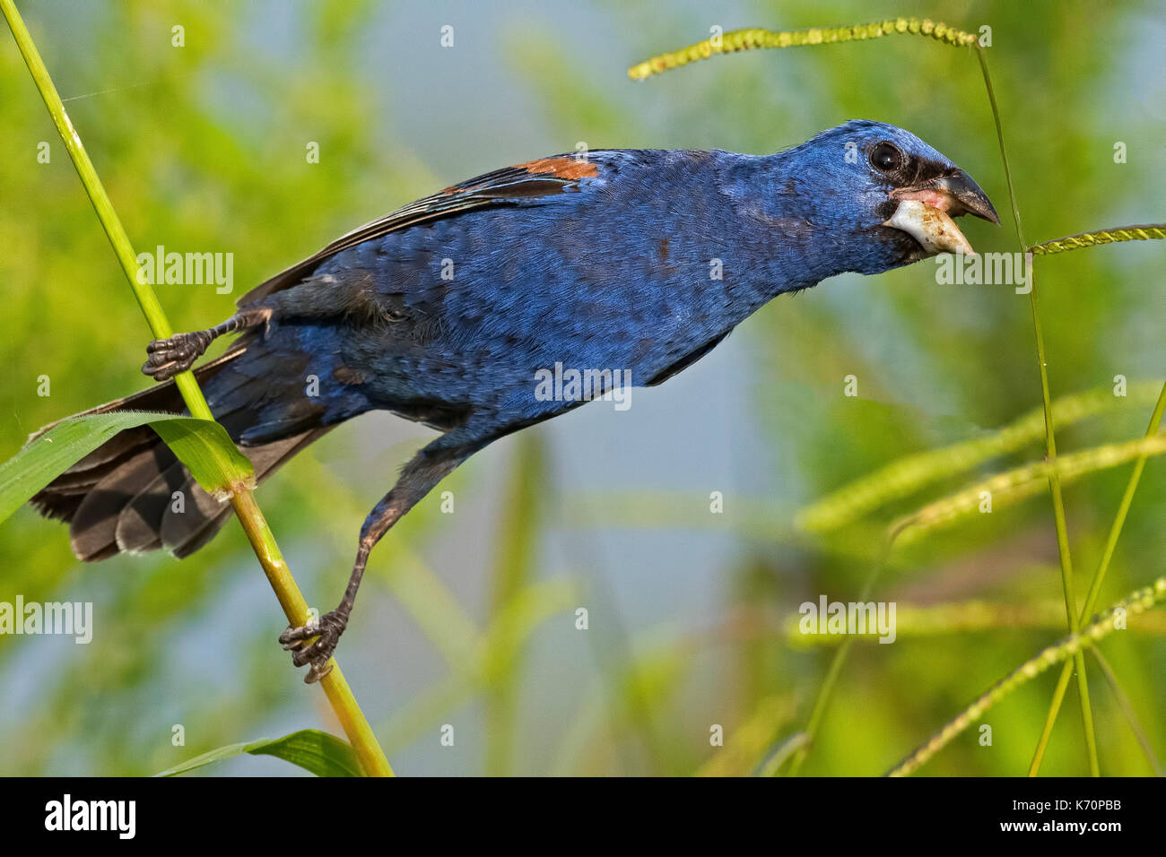 Blu maschio grosbeak Foto Stock