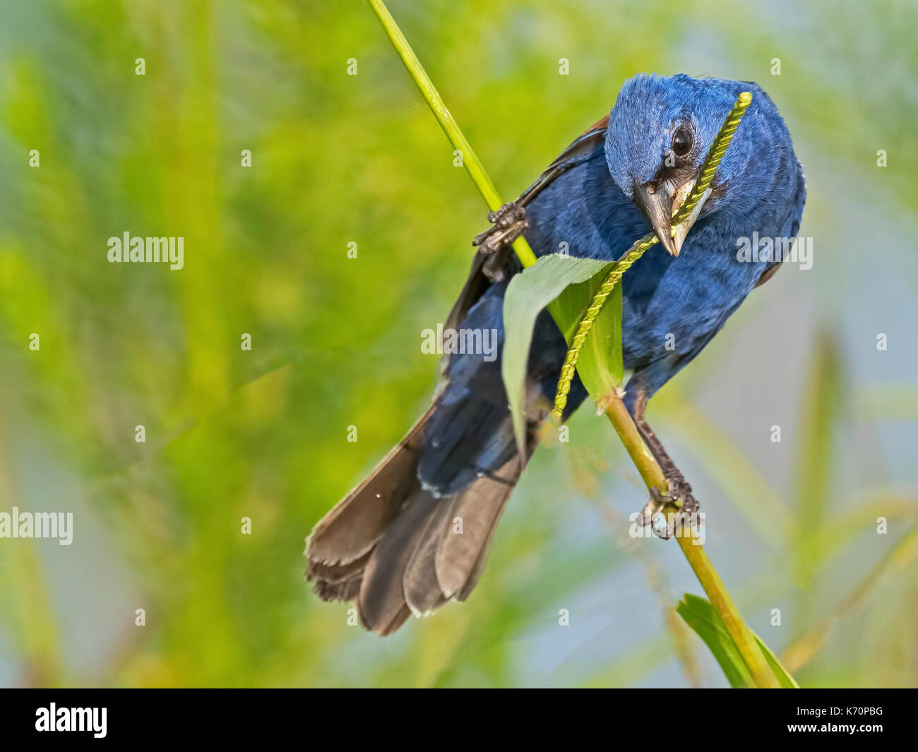 Blu maschio grosbeak Foto Stock