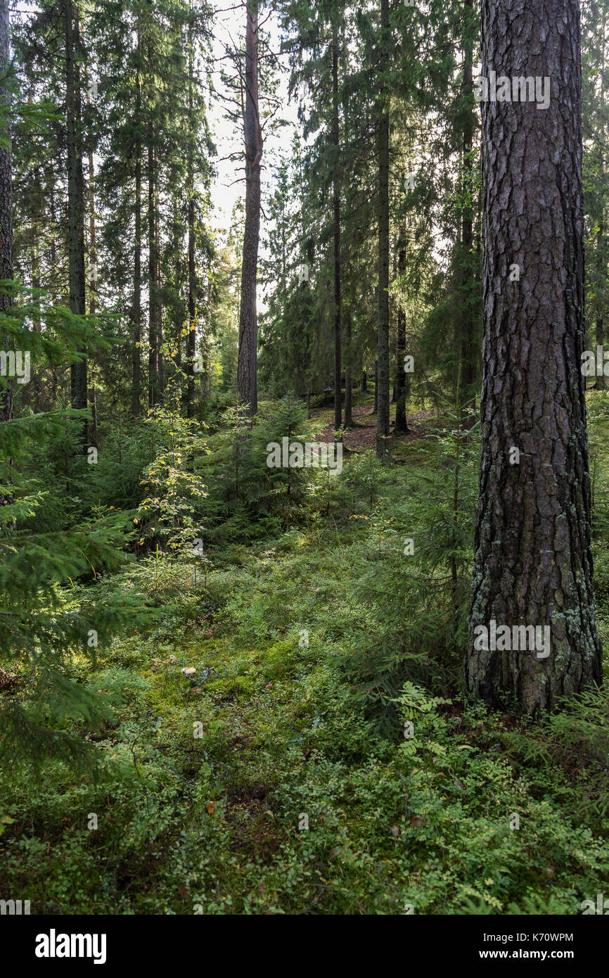 Alberi e piante in un lussureggiante e verde foresta in Finlandia in una giornata di sole in estate. Foto Stock