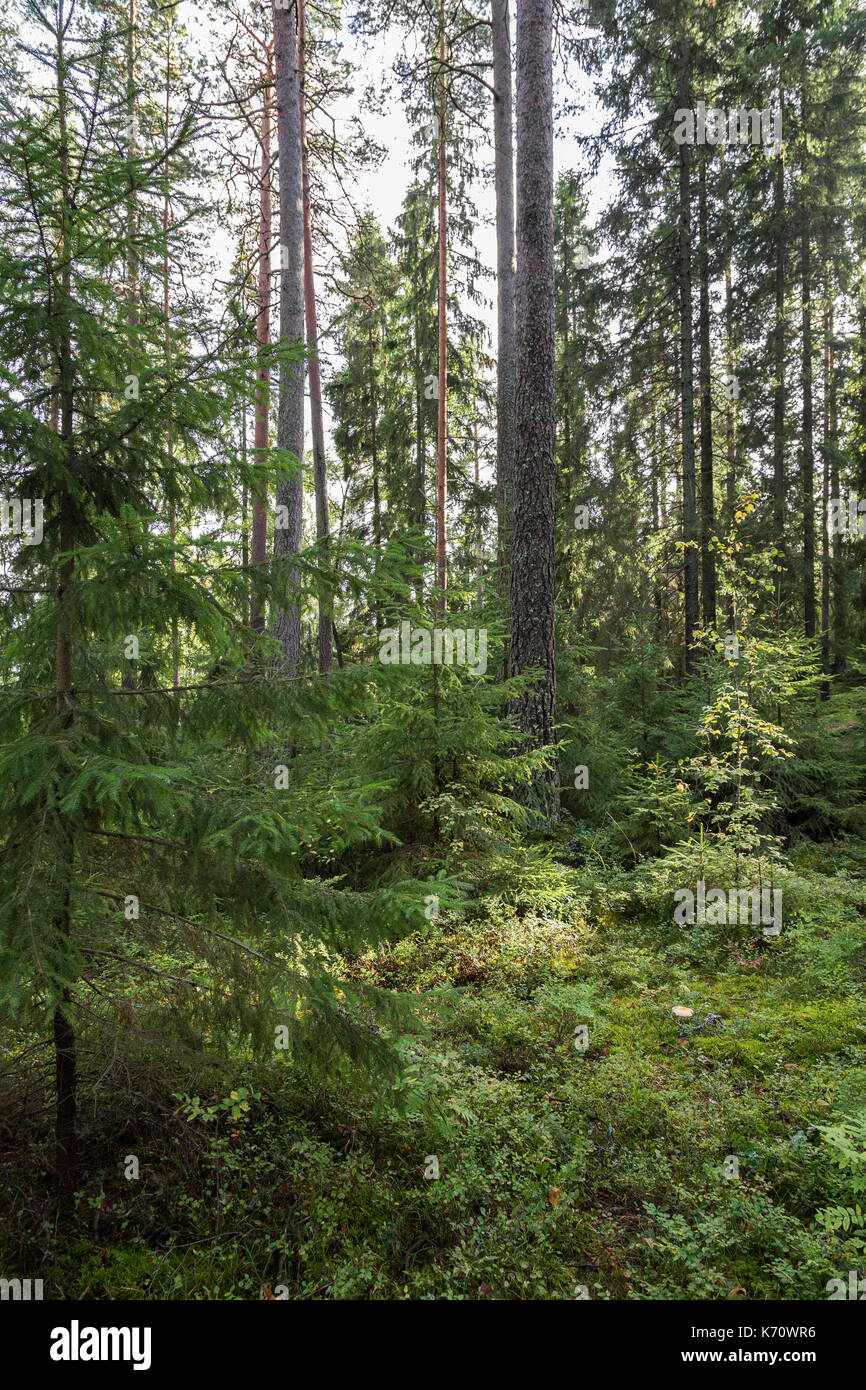 Alberi e piante in un lussureggiante e verde foresta in Finlandia in una giornata di sole in estate. Foto Stock