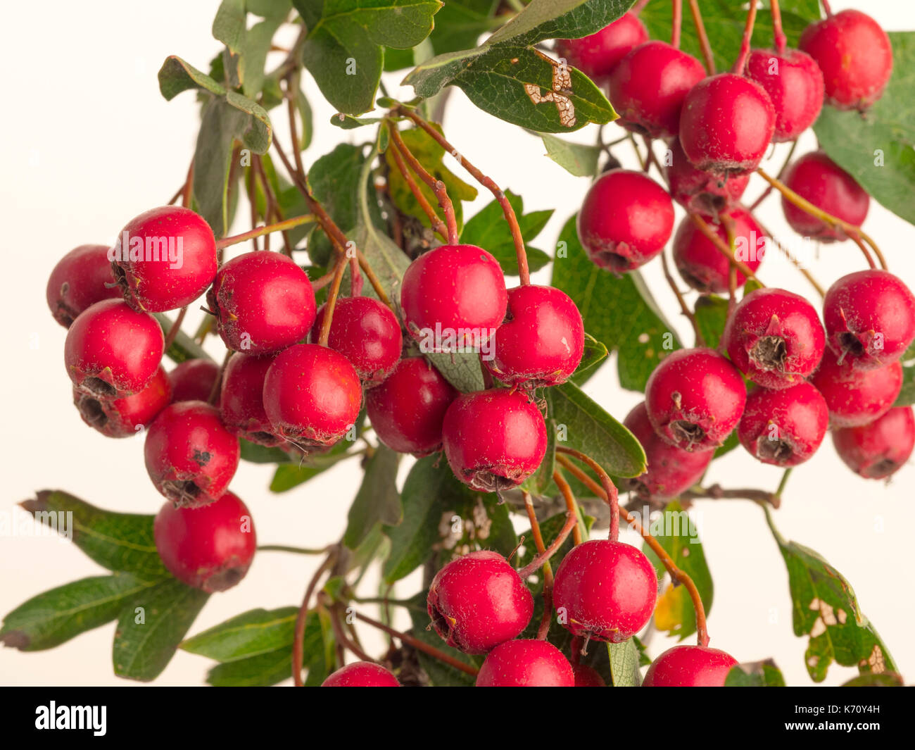 Bacche di biancospino Crataegus monogyna Foto Stock