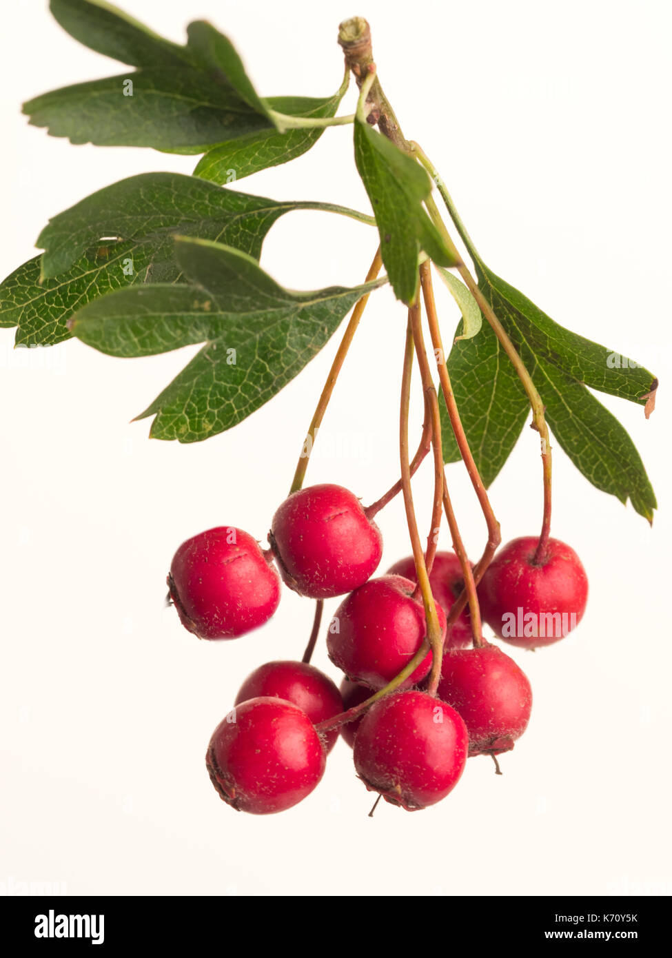 Bacche di biancospino Crataegus monogyna Foto Stock
