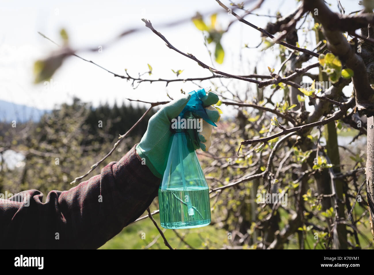 Close-up di man mano la spruzzatura di acqua su un albero Foto Stock