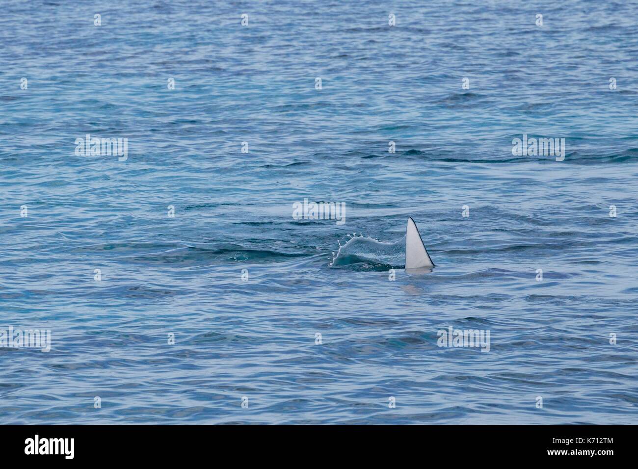 Filippine, Palawan Cambari isola Manta ray (Manta birostris) dalla superficie Foto Stock