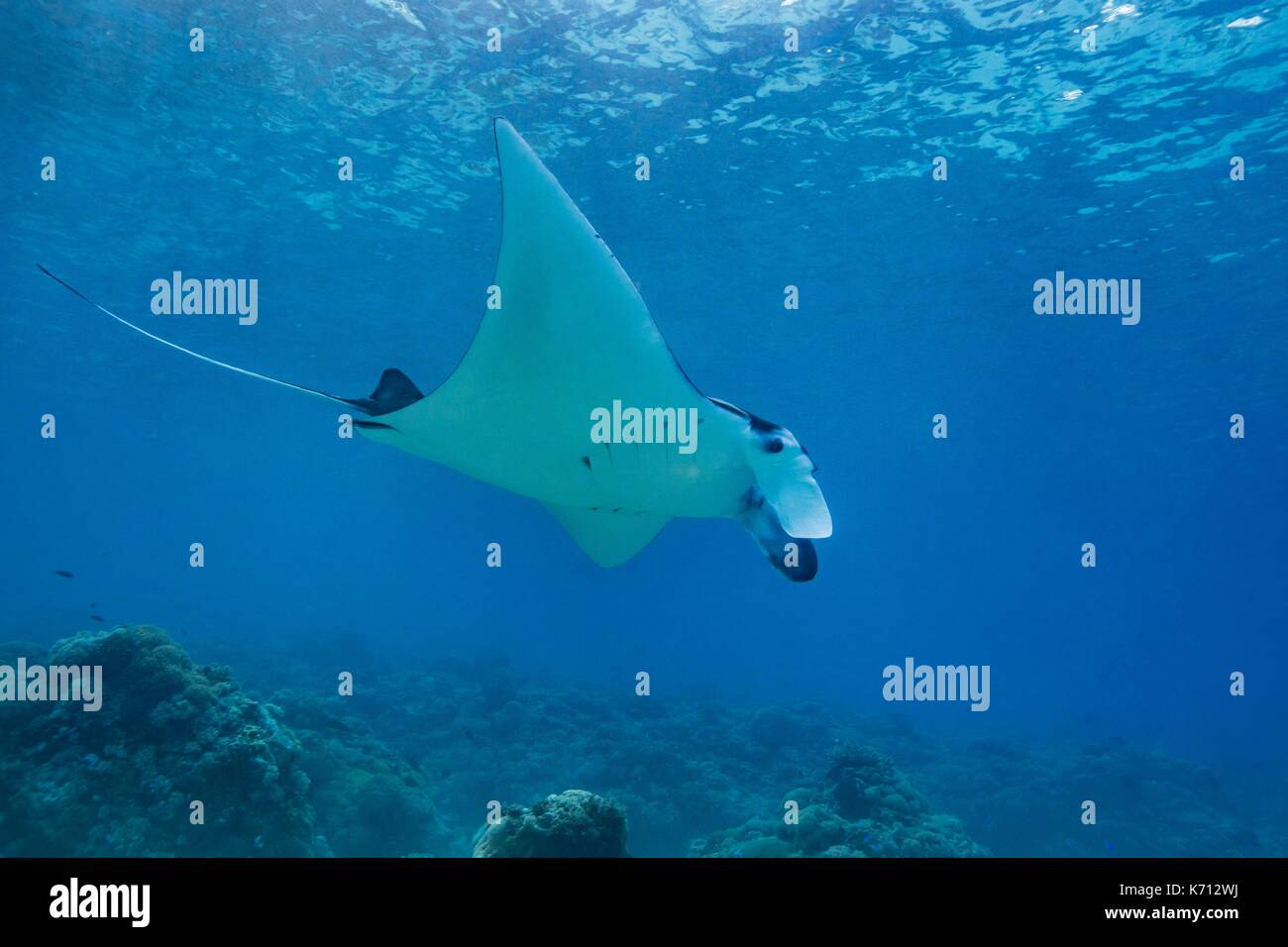 Filippine, Palawan Cambari isola Manta ray (Manta birostris) alimentazione di plancton Foto Stock