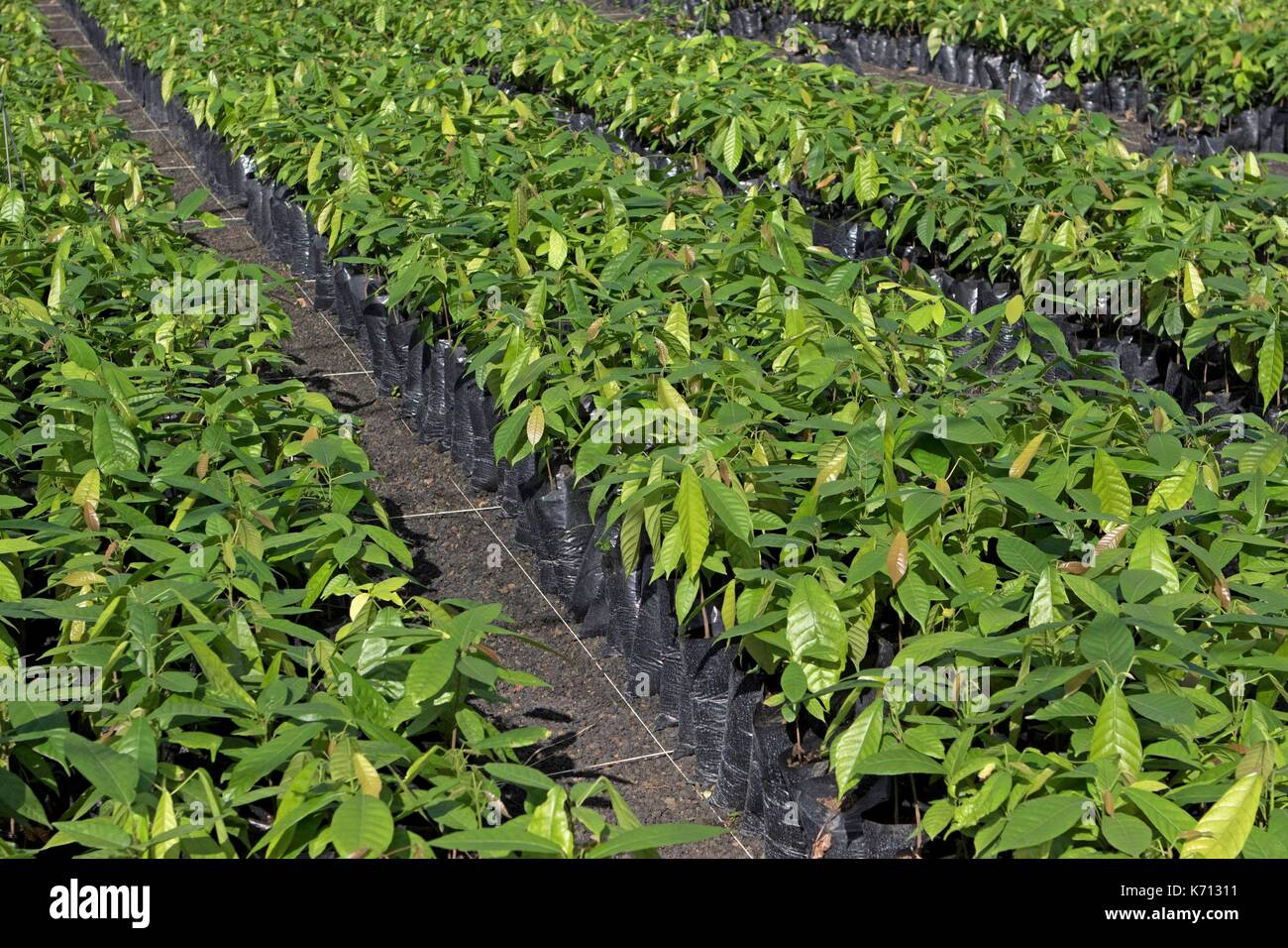 In Camerun, Penja, DjombŽ, piante di cacao, cacao (Theobroma cacao) Foto Stock