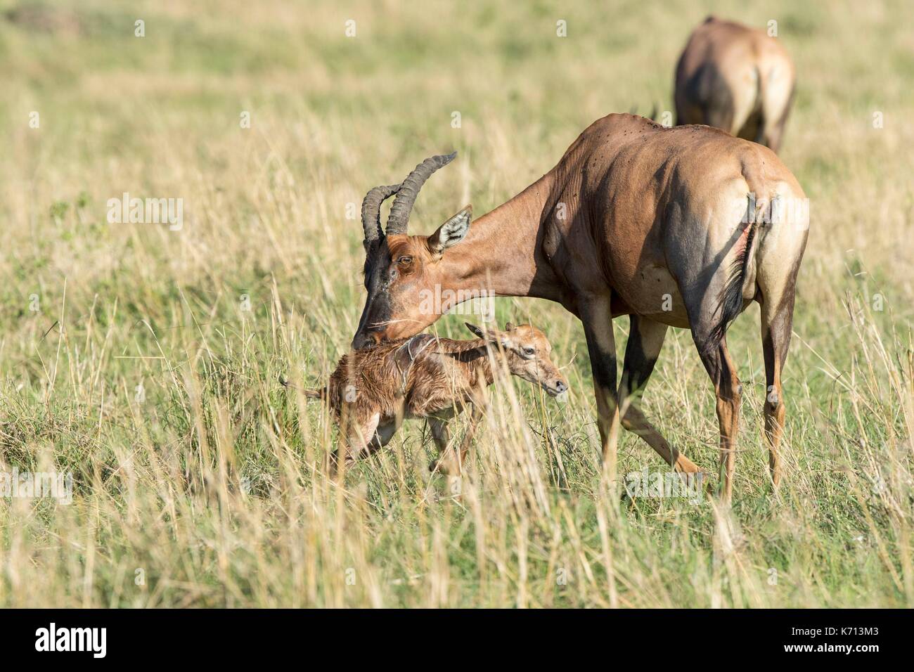 Kenya, Masai-Mara National Game Reserve, topi (Damaliscus korrigum), femmina leccare il neonato Foto Stock