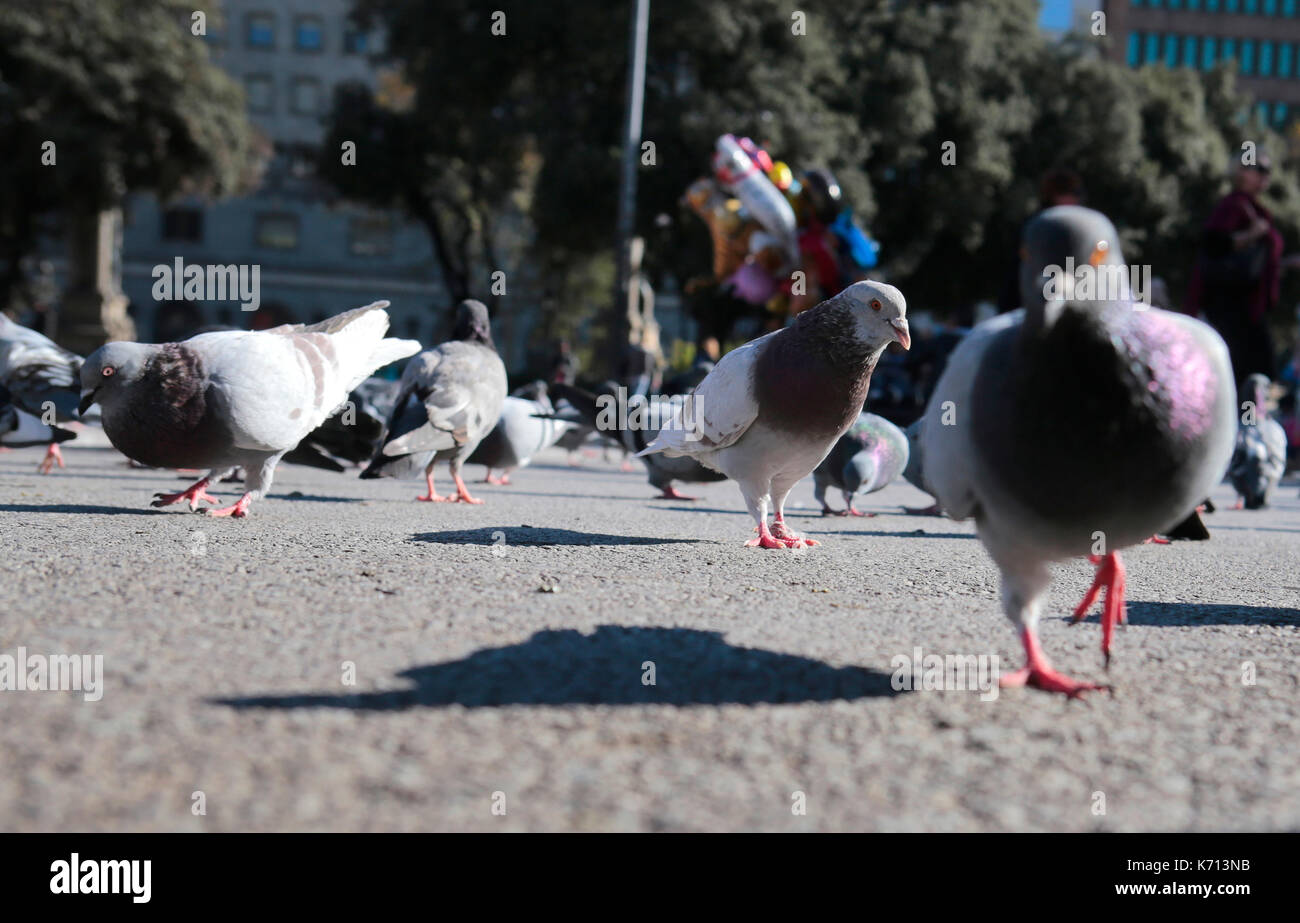 Alimentazione di piccioni in Barcelona Foto Stock