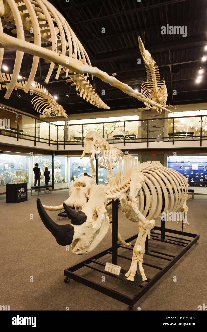 Stati Uniti, Oklahoma, Oklahoma City, Museo di osteologia, scheletri di animali Foto Stock
