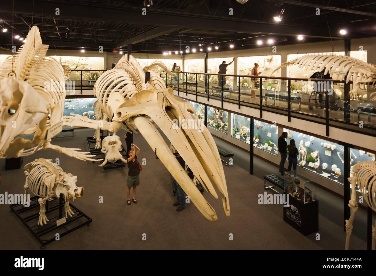 Stati Uniti, Oklahoma, Oklahoma City, Museo di osteologia, scheletri di animali Foto Stock