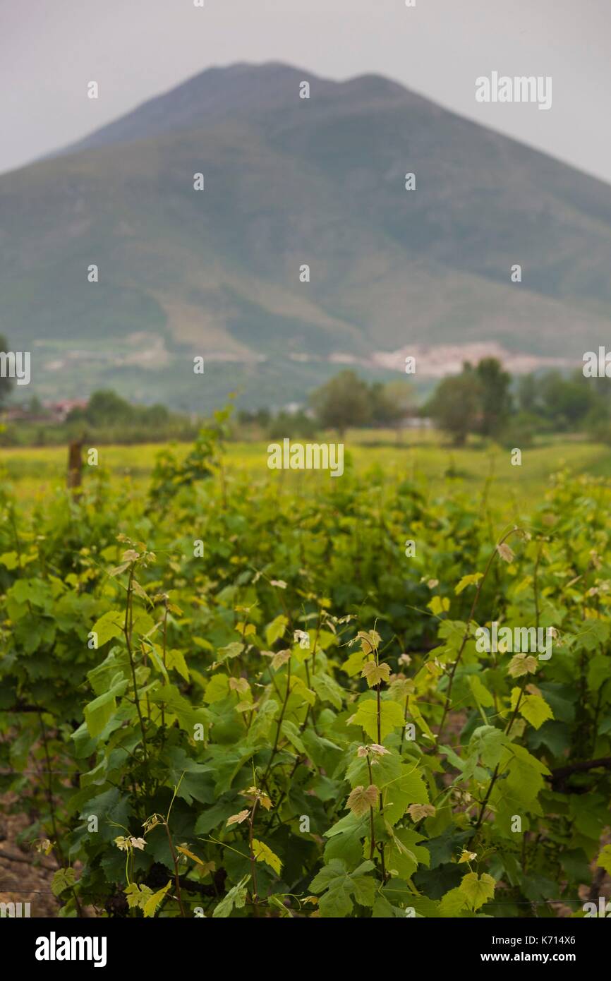 Albania, Berat-zona, Vajgurore, Cobo cantina Vigna Foto Stock