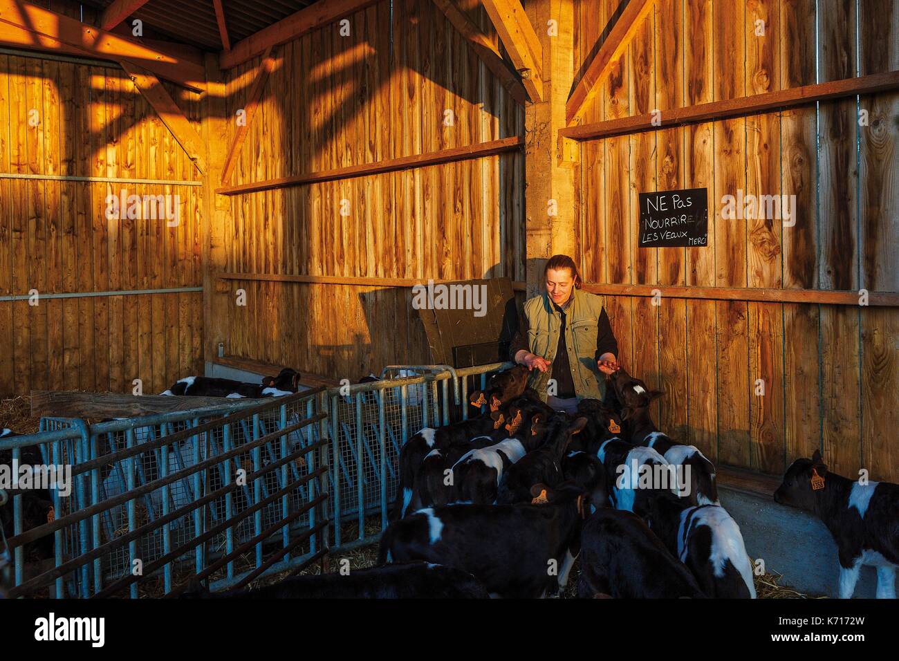 Francia, Morbihan, il Golfo di Morbihan, il Parco Naturale Regionale del Golfo di Morbihan, Sarzeau, Suscinio, stabile in una vacca tradizionale allevamento di specie endemiche di sunrise Foto Stock