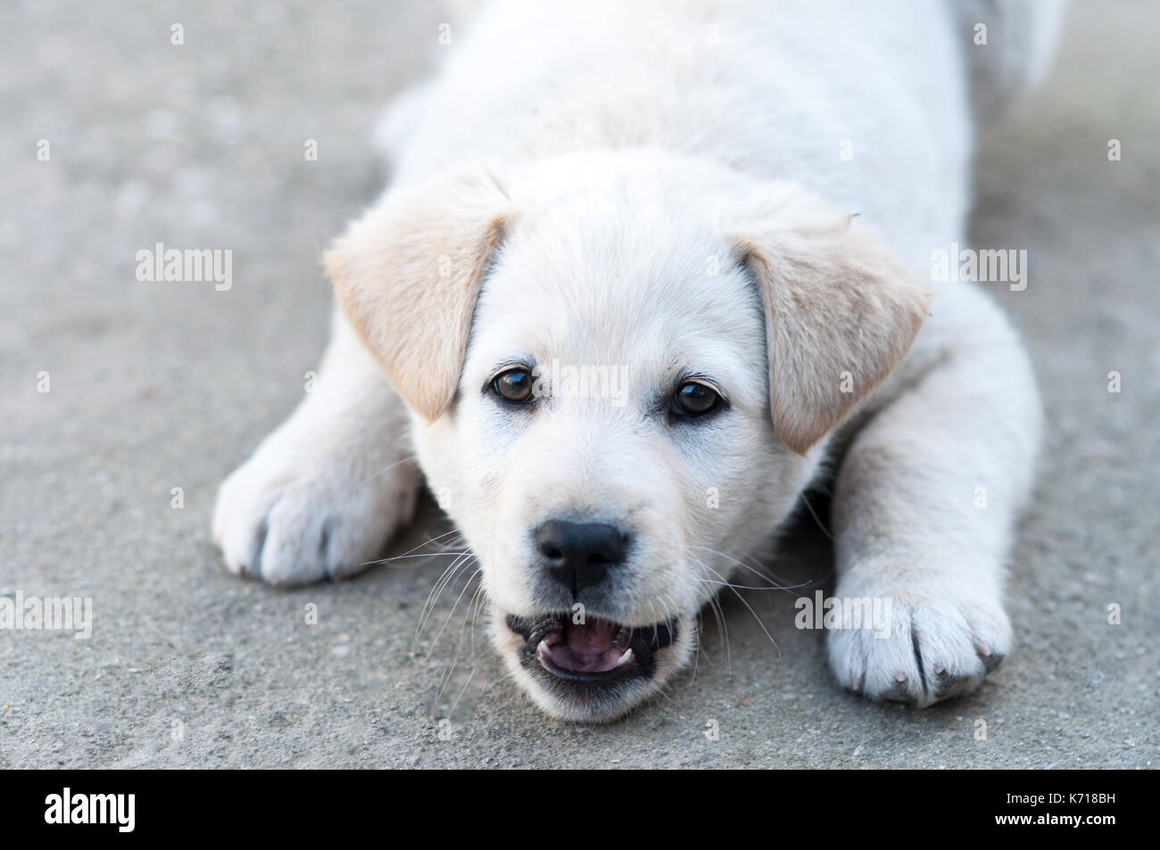 Buon amico Foto Stock