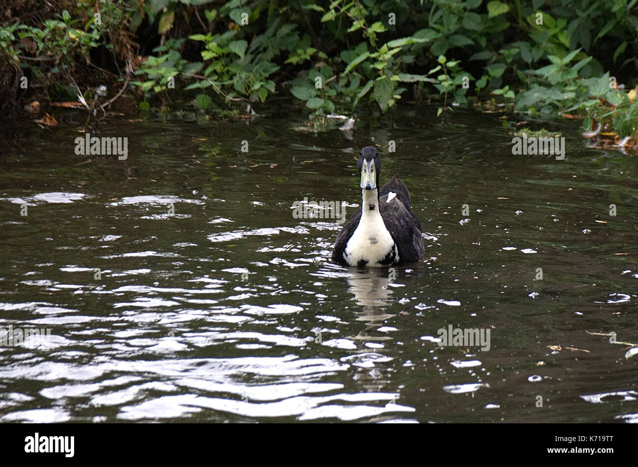 Insolito in bianco e nero Mallard duck talvolta noto come un ibrido o schifoso mallard nuotare nel fiume Lea, Ware Hertfordshire Foto Stock