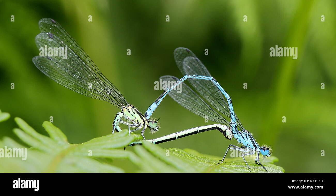 Damselflies accoppiamento su bracken Foto Stock