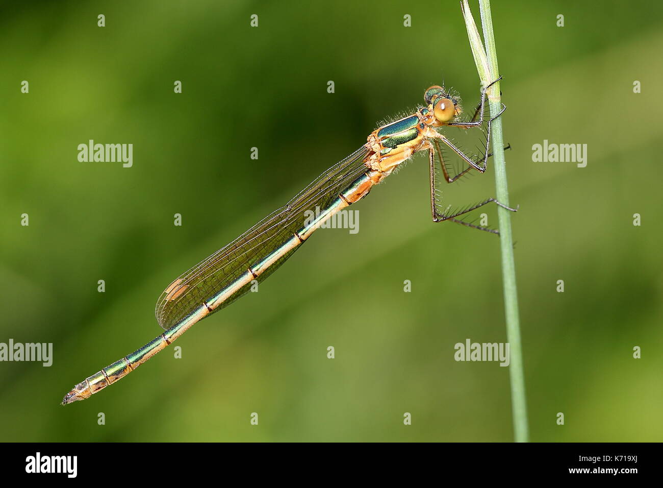 Emerald damselfly sul gambo di erba Foto Stock