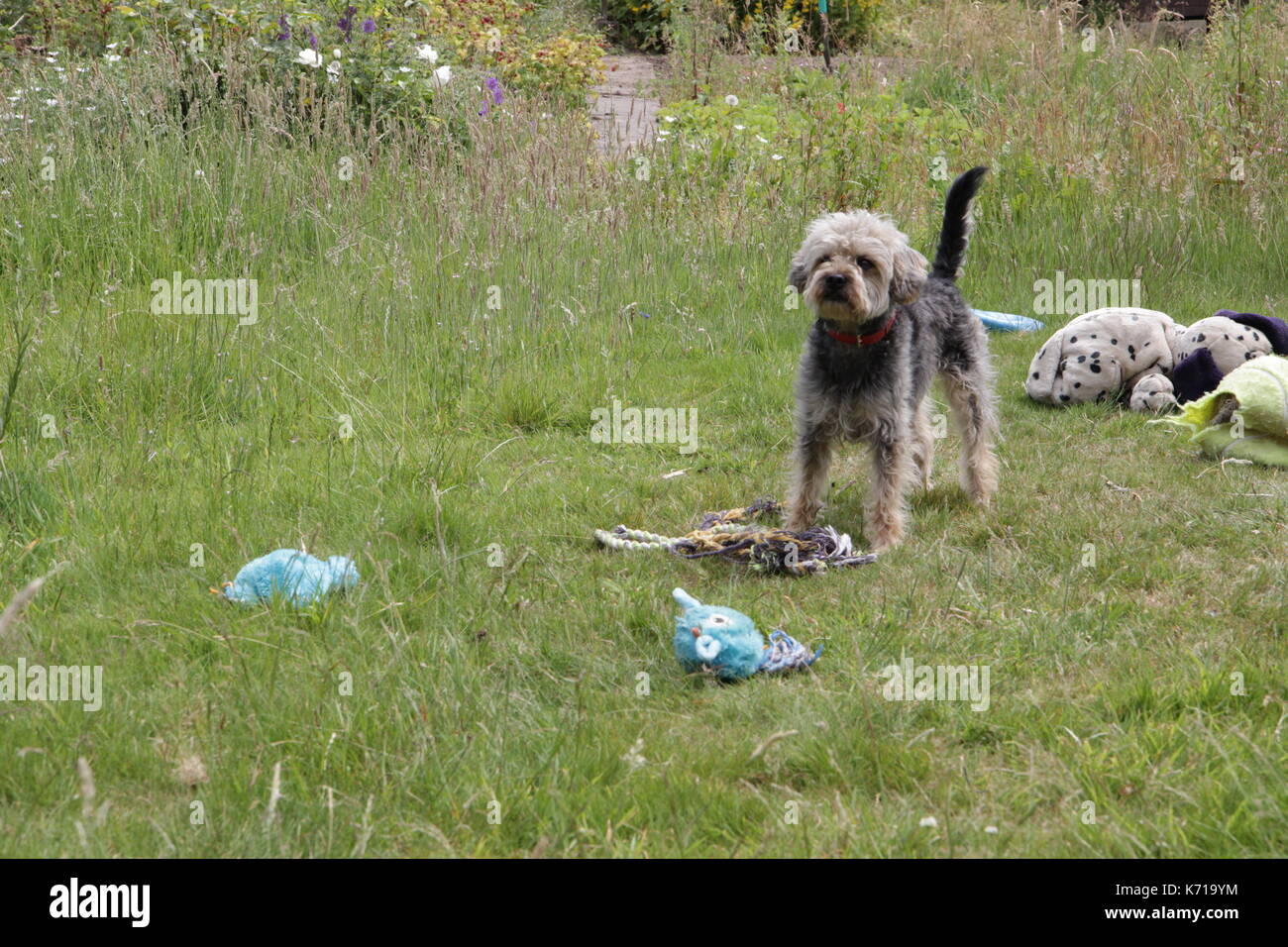 Cani tempo di giocare Foto Stock