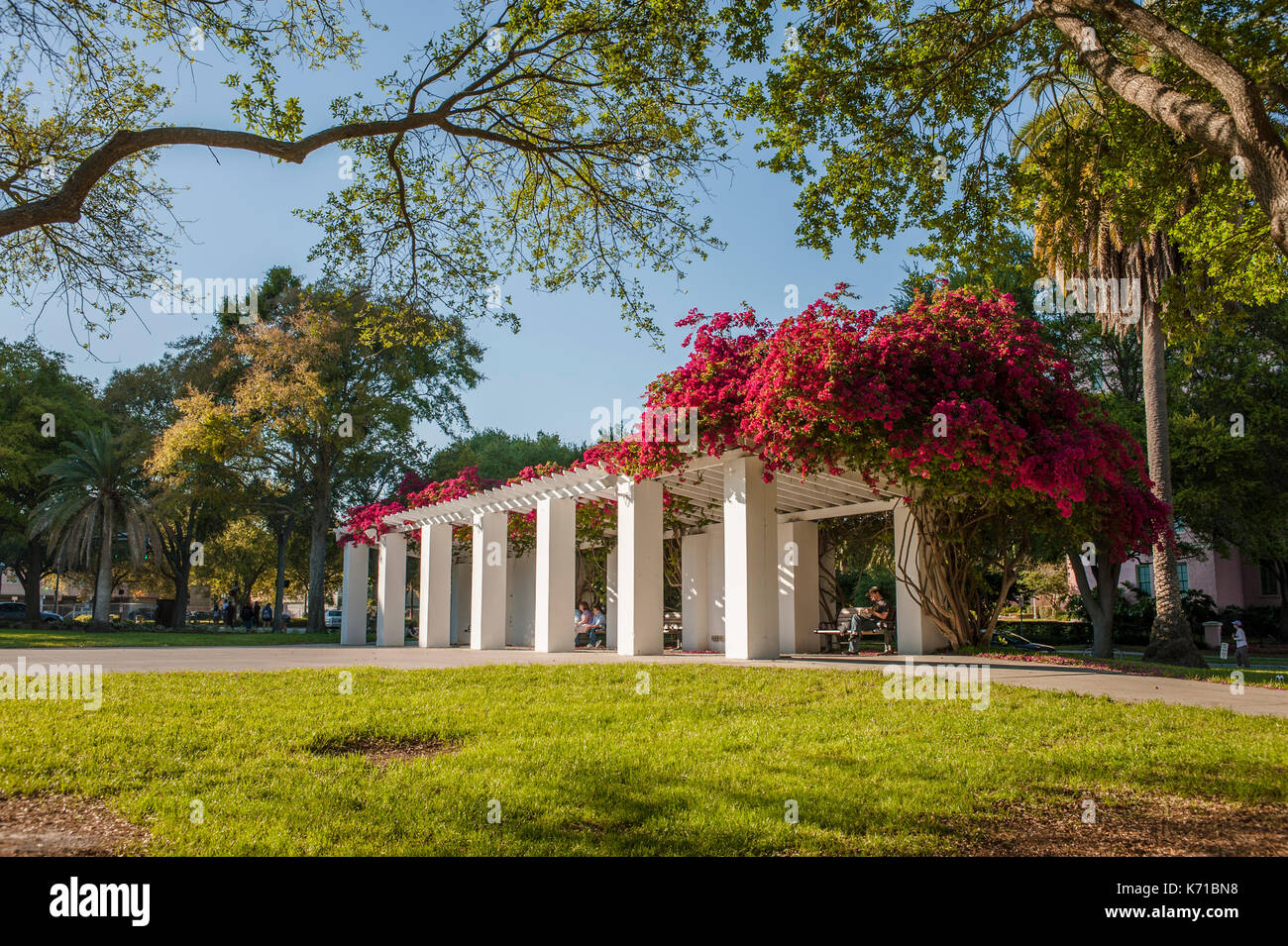 Il Bougainvillea a copertura di un pergolato di bianco nel nord straub park, San Pietroburgo, Florida, Stati Uniti dove le persone vengono per rilassarsi. Foto Stock