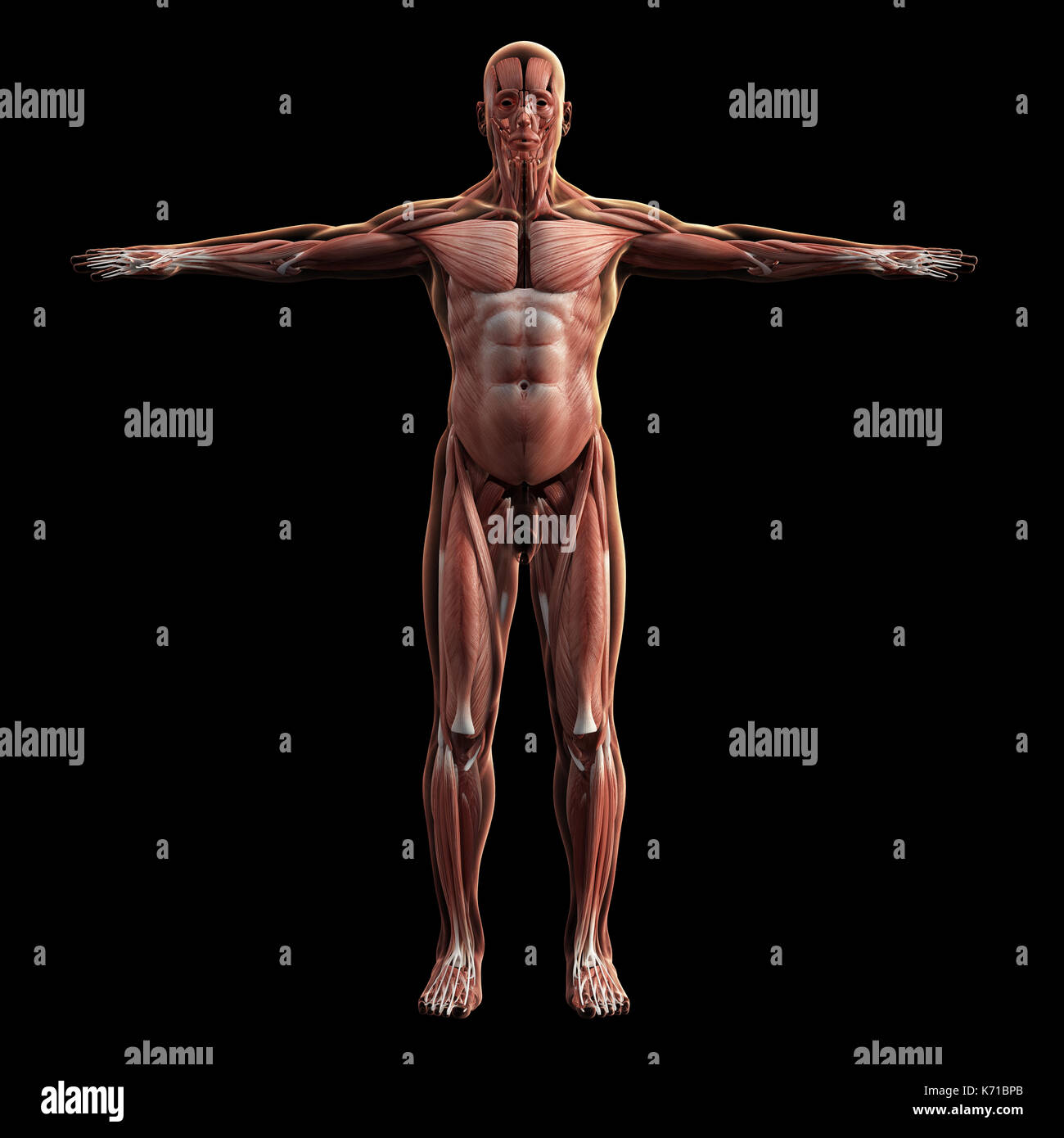 Modello digitale del sistema muscolare, rendering 3d, sfondo nero Foto Stock