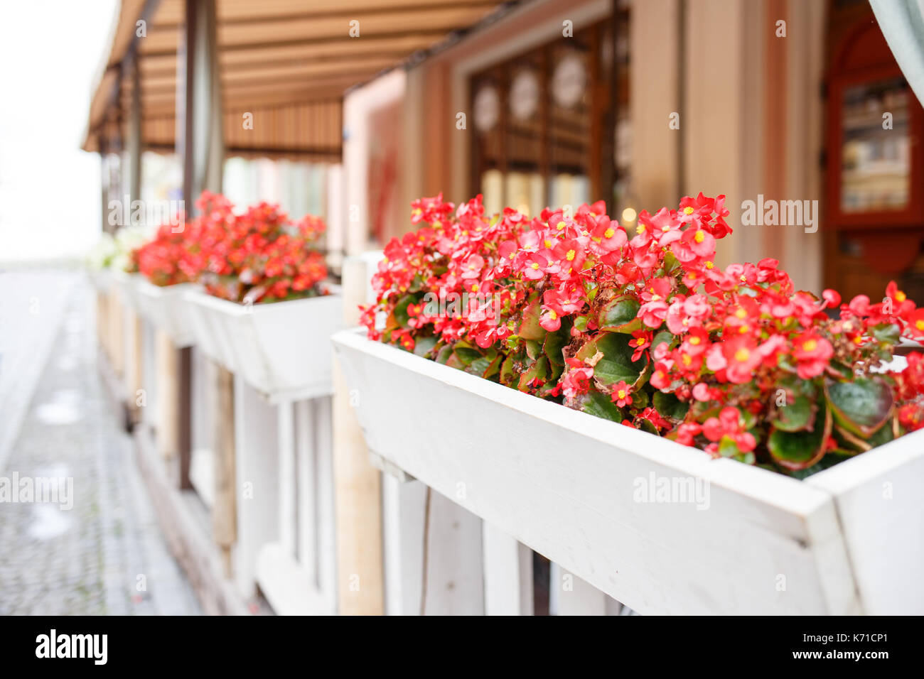 Street Cafe fiori pot con la petunia vista prospettica con copia spazio. street restaurant lounge sfondo Foto Stock