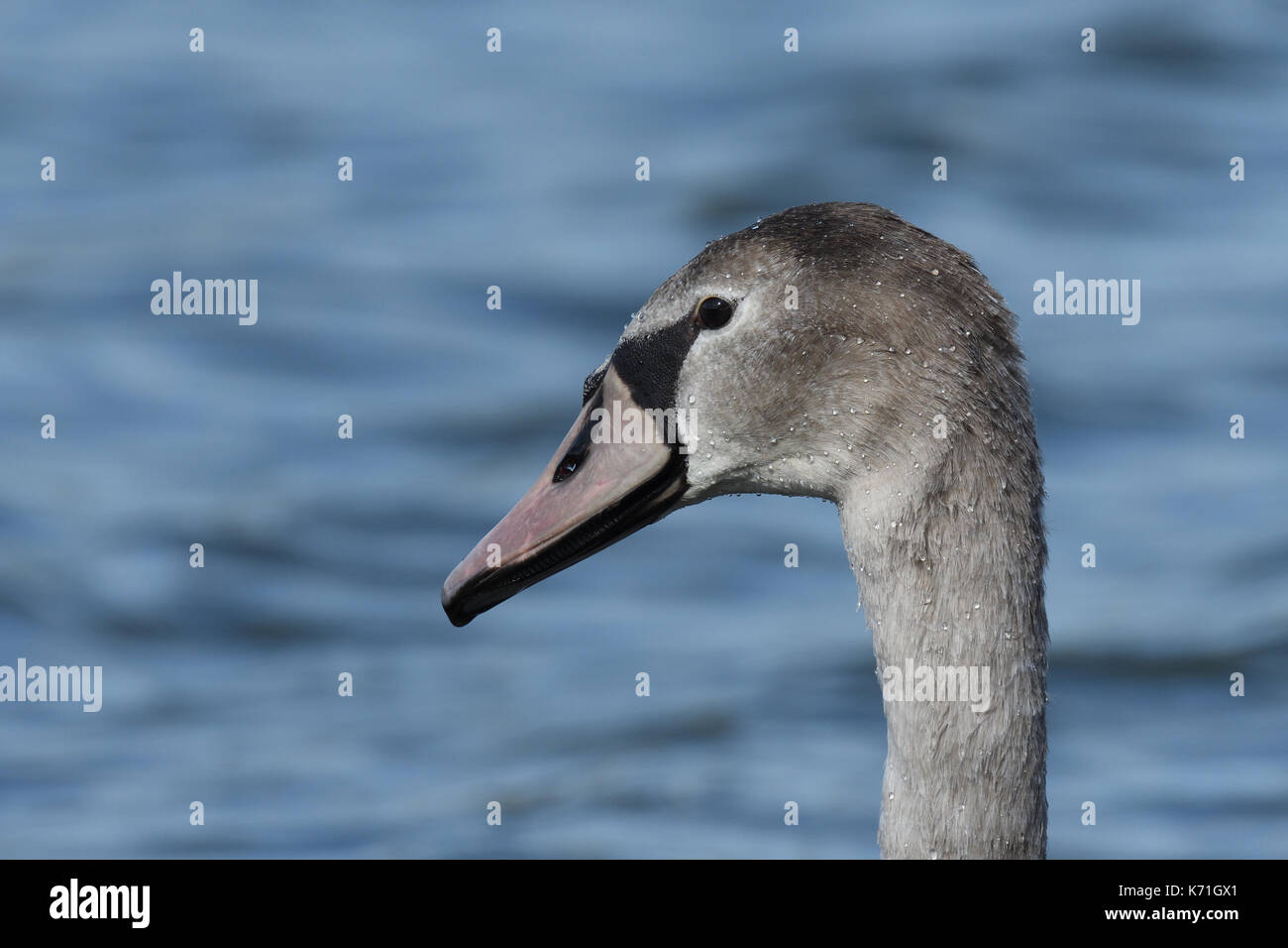 Giovane cigno Foto Stock