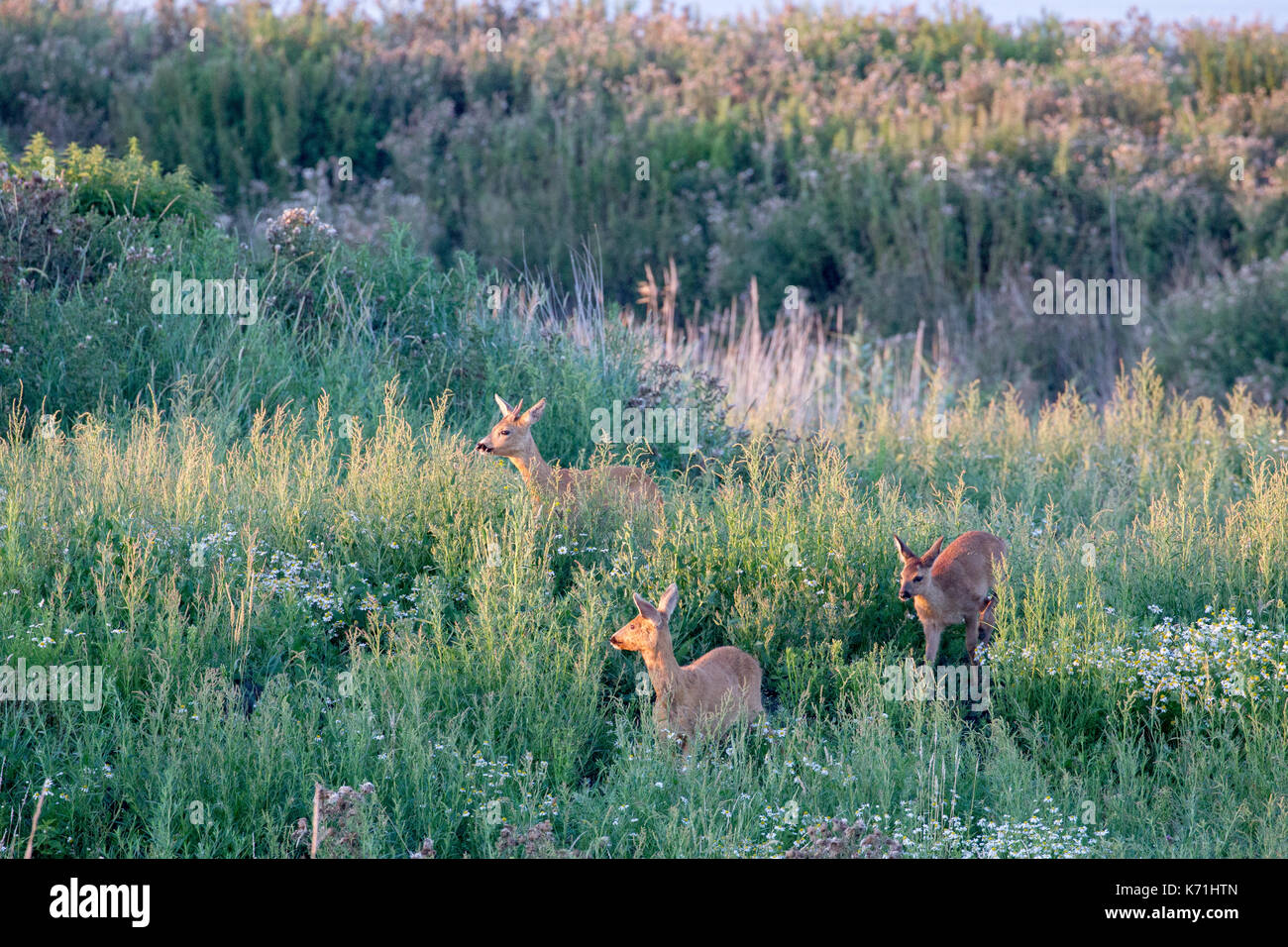 Un gruppo di comunità il capriolo (Capreolus capreolus) in dune dell'isola del mare del Nord juist, Frisia orientale, Germania, Europa, all'inizio. La luce del mattino. Foto Stock