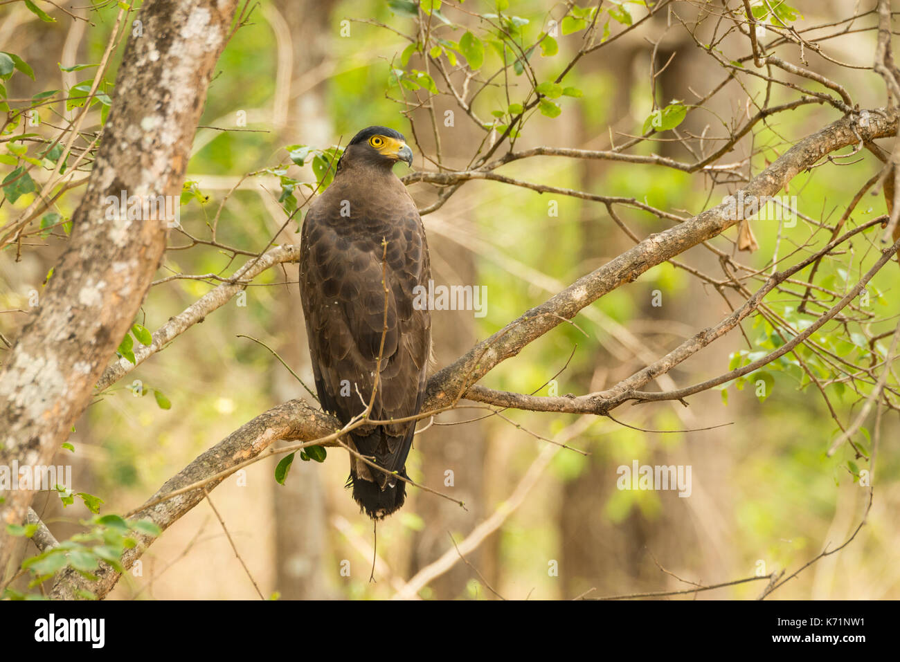 Un'aquila del serpente crested si siede guardando intorno nelle foreste di Bandipur a Karnataka, India Foto Stock