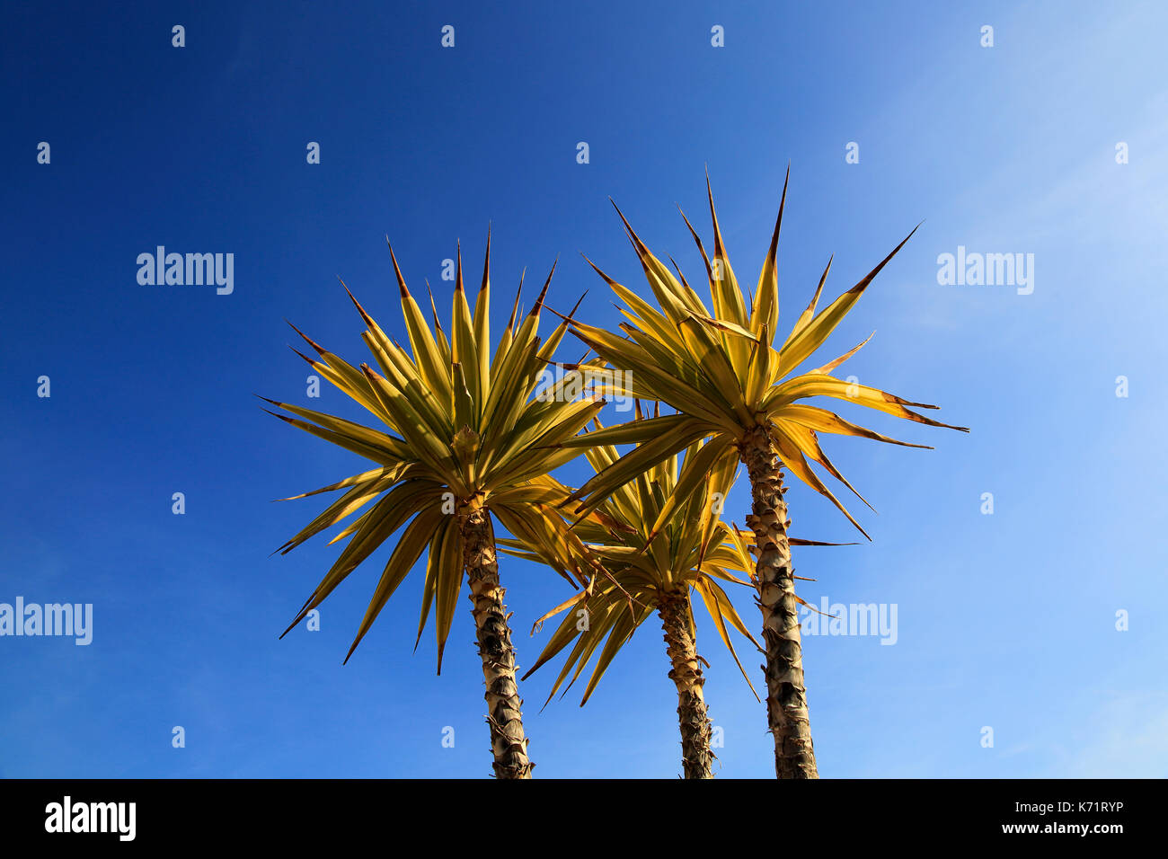 Yucca aloifolia, Spagnolo a baionetta, pianta di giardino contro il cielo blu Parco Naturale Cabo de Gata, Almeria, Spagna Foto Stock