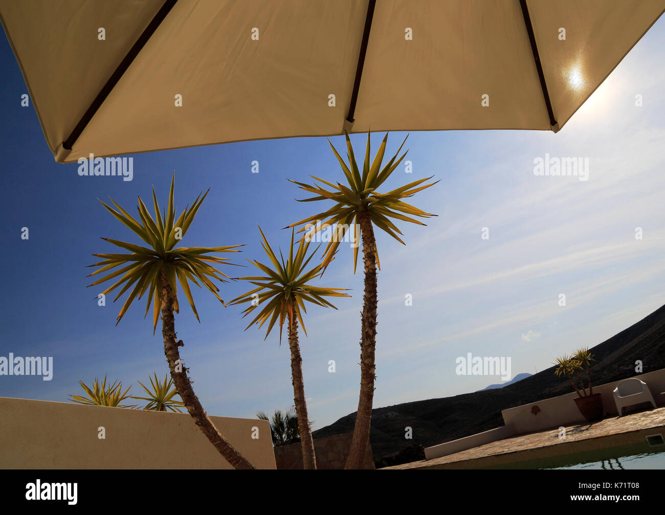 Yucca aloifolia, Spagnolo a baionetta, pianta di giardino contro il cielo blu Parco Naturale Cabo de Gata, Almeria, Spagna Foto Stock